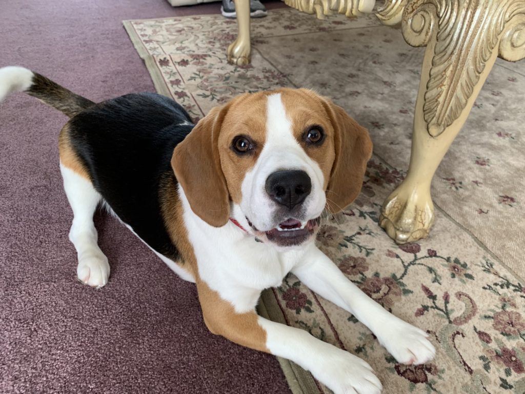 Tips to Stop a Beagle Puppy From Barking and Jumping at the Baby Gate