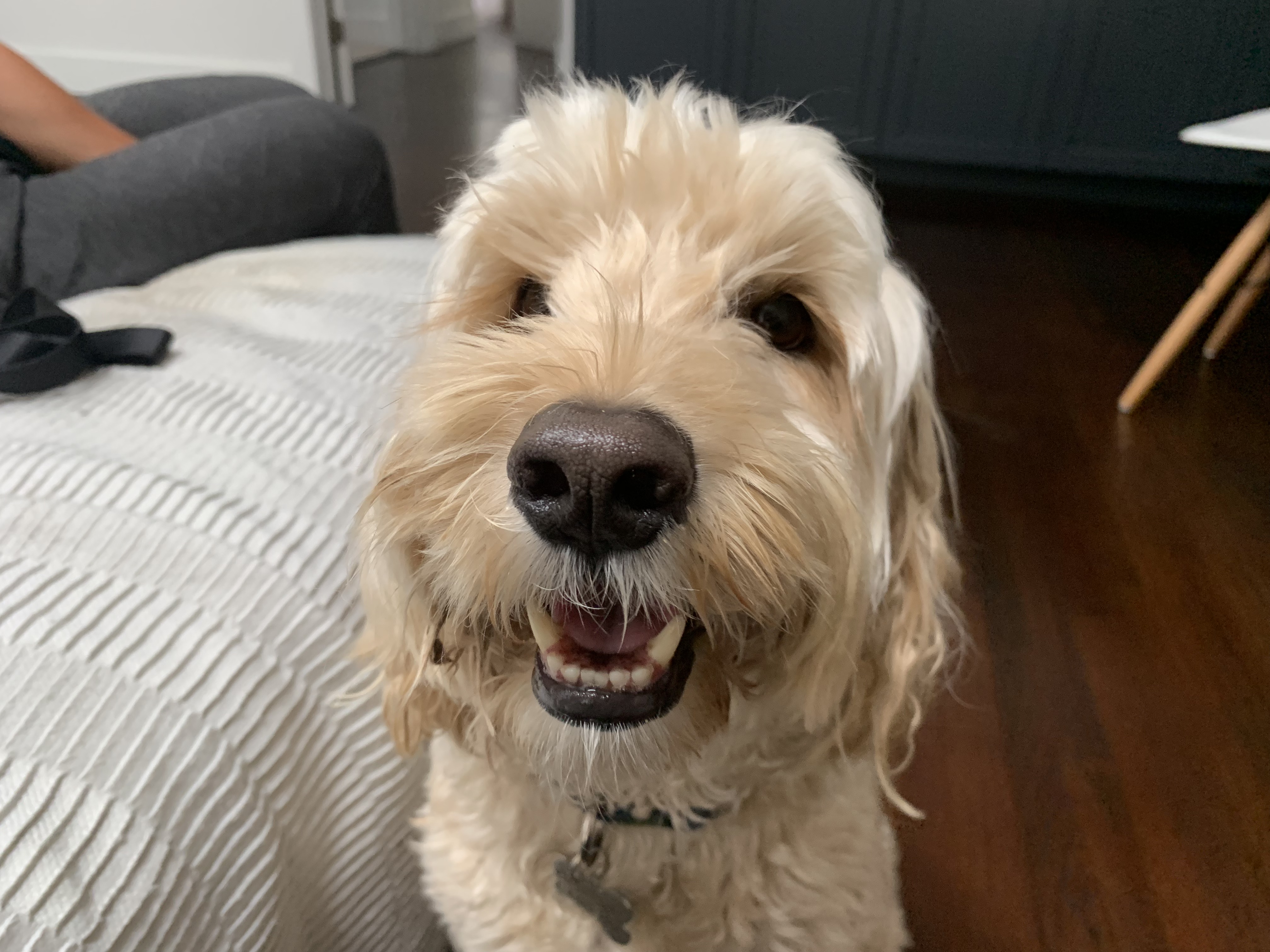 How To Stop Dog From Going Through Screen