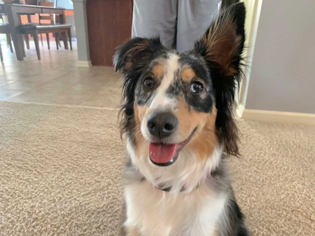 Helping a Anxious Mini Australian Shepherd Get Over Her