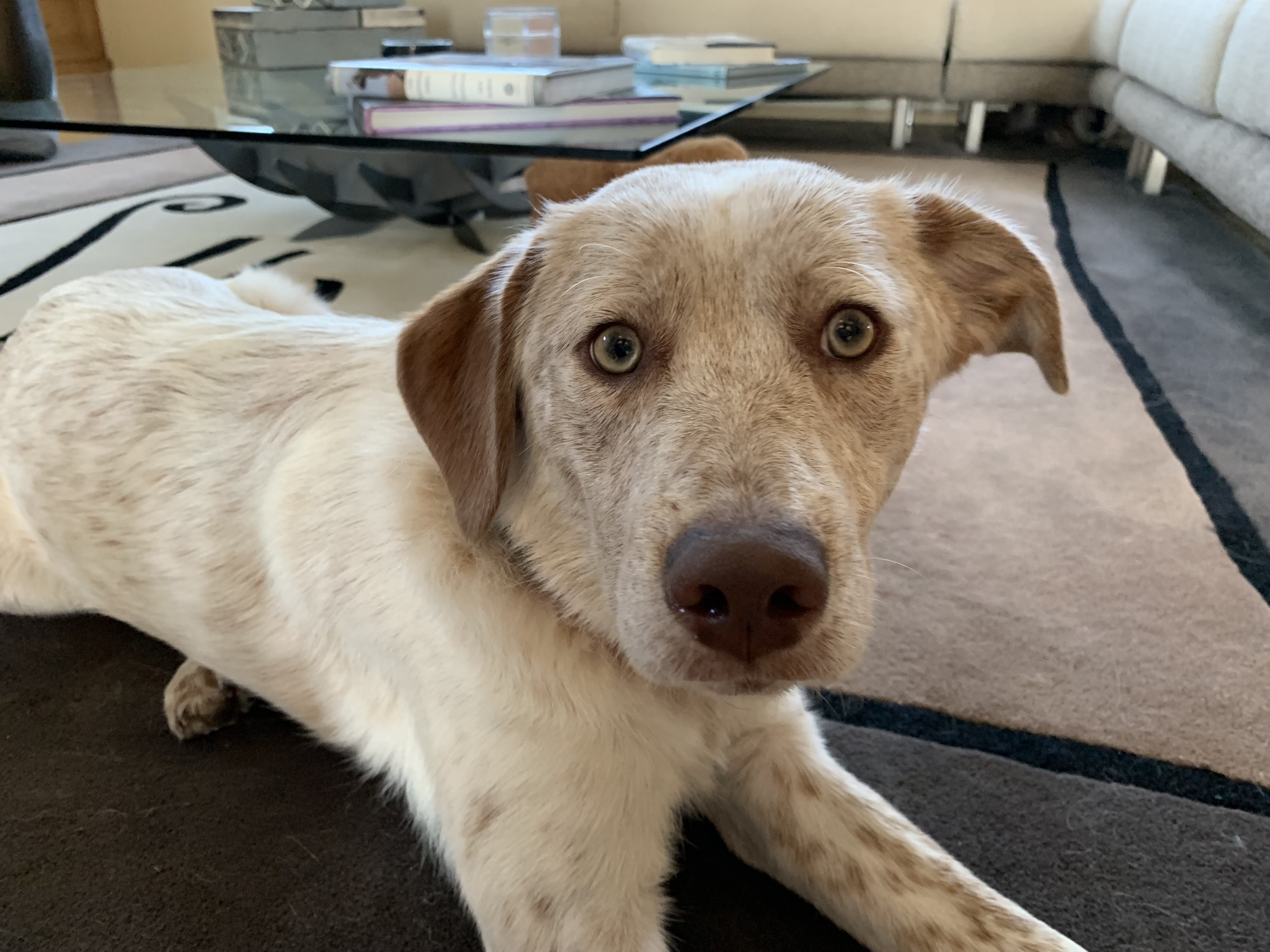 What Should I Expect From My 5 Month Old Puppy