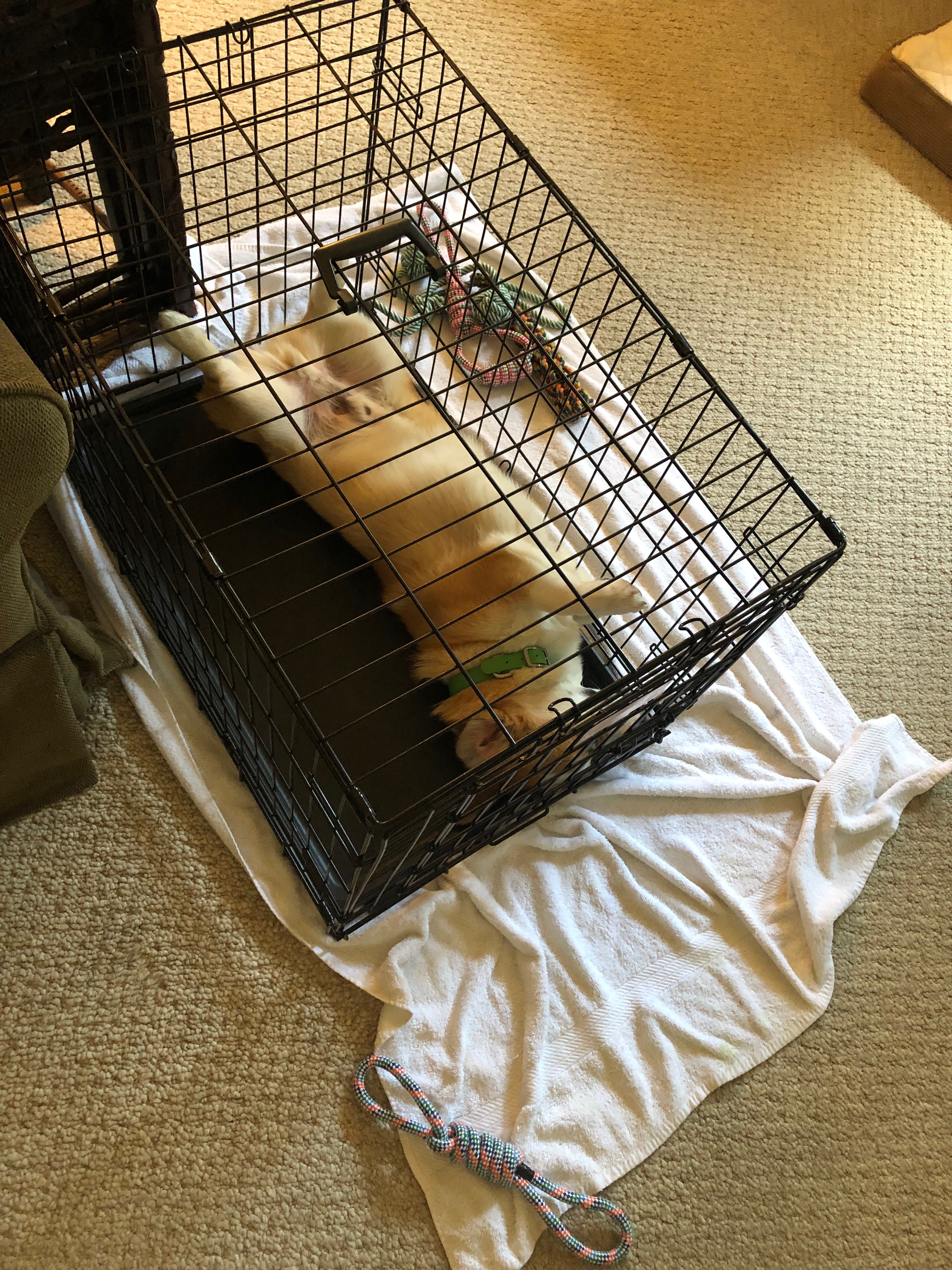 Positive Kennel Training Tips Help a Get Over its Fear of the