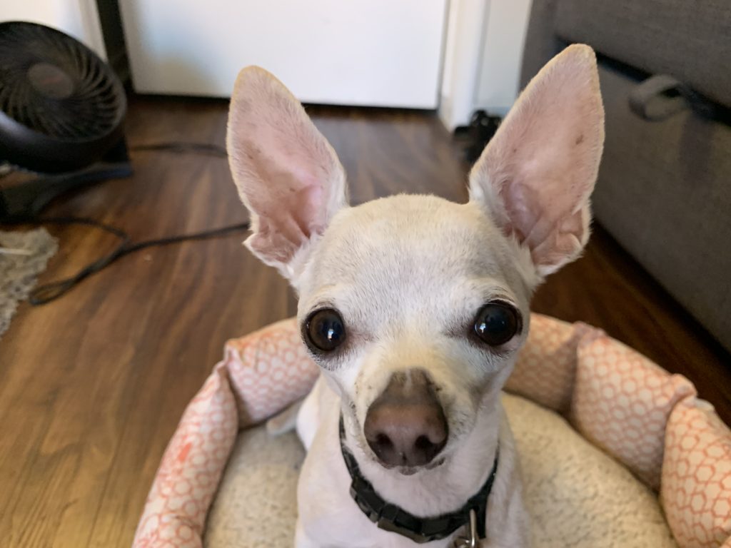 Tips to Help a MaeDay Rescue Dog Get Over Her Separation Anxiety Dog