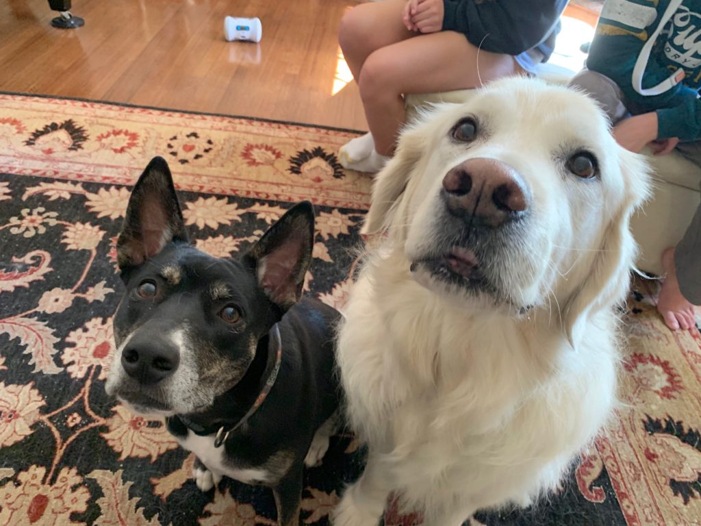 Using a Clicker to Stop a Dog From Barking at People Dog Gone Problems