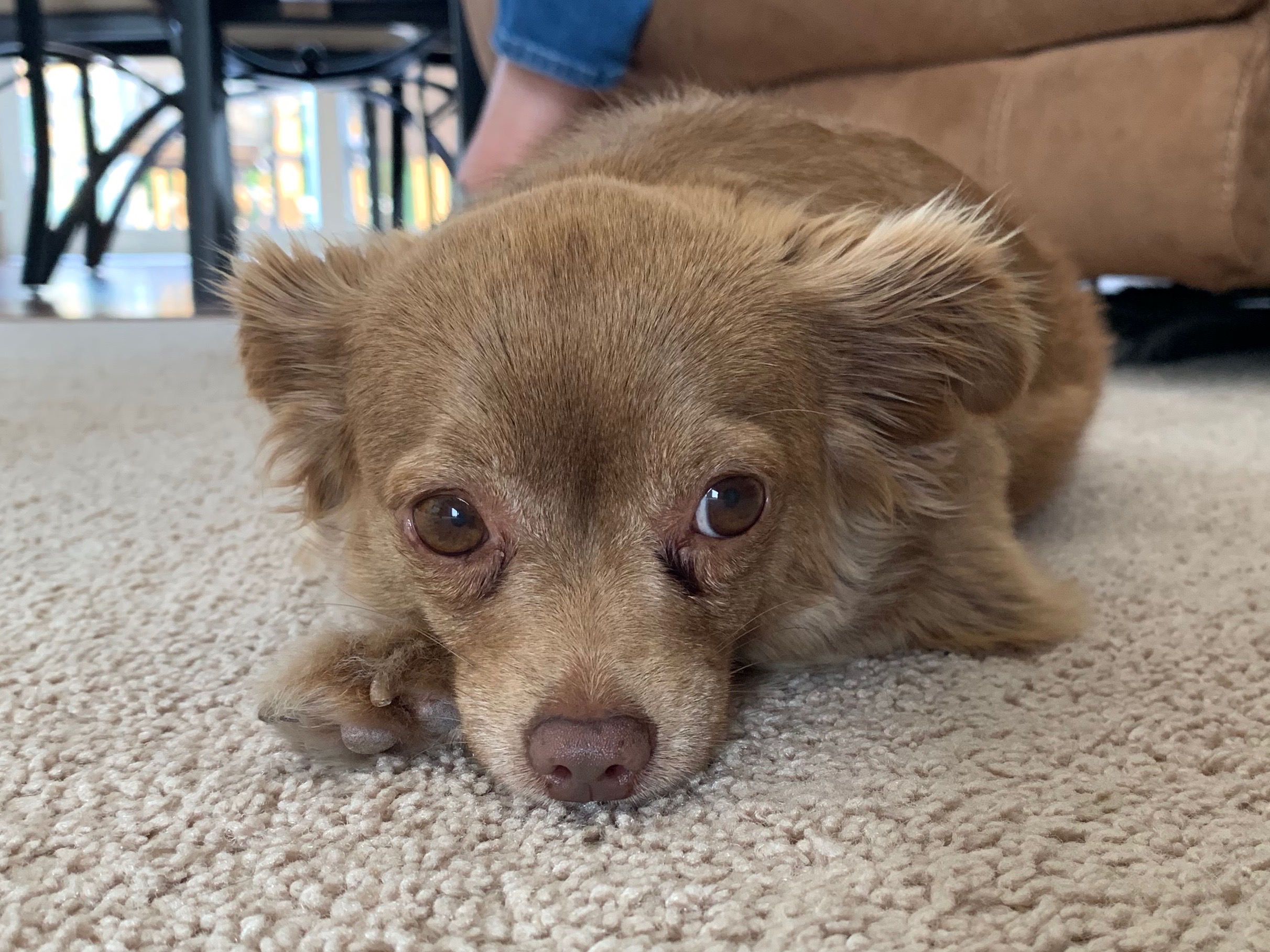 How To Train Dog To Stay Out Of Kitchen