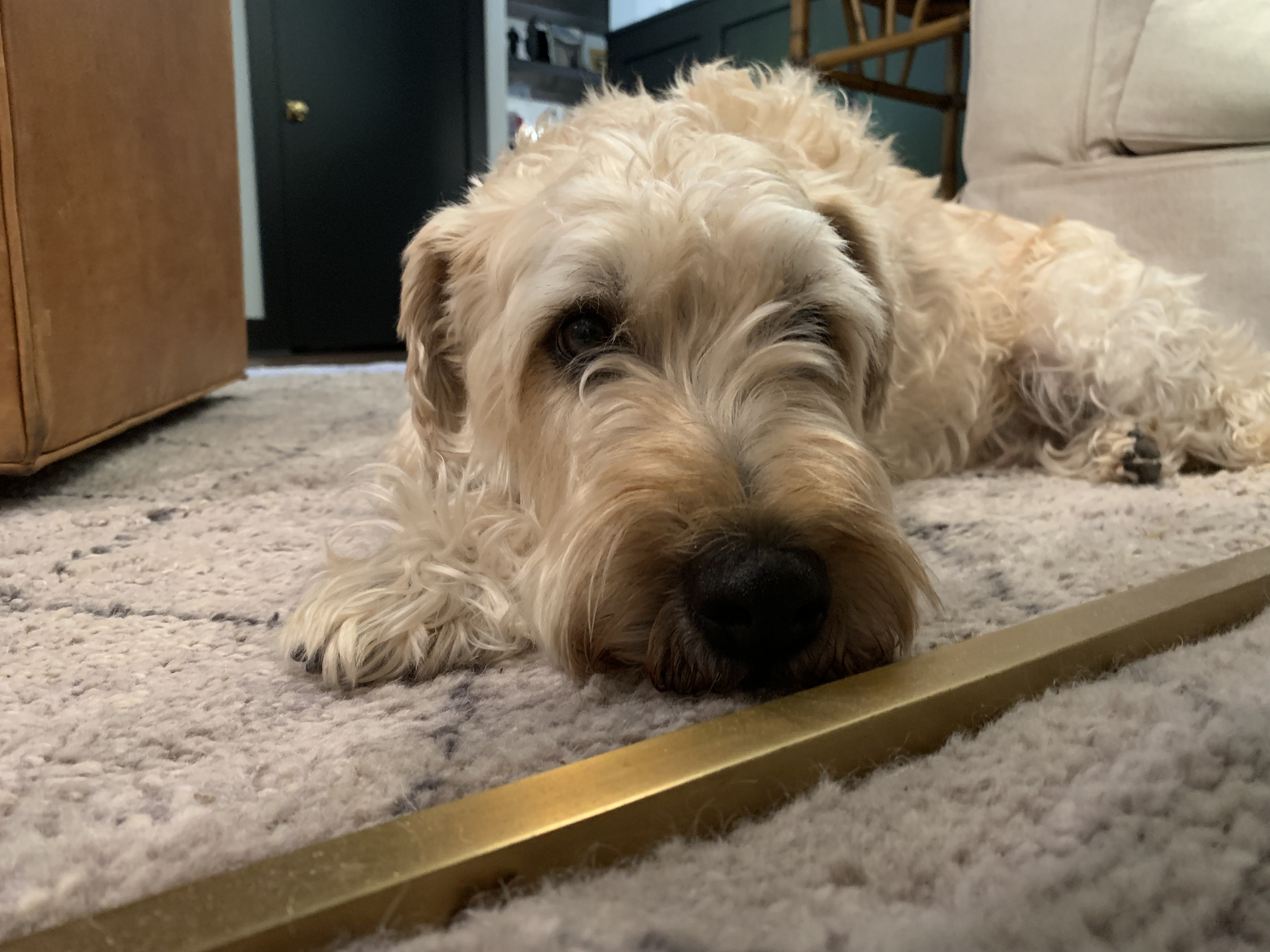 Teaching a Wheaton Terrier to Stay Calm Instead of Jumping on People at