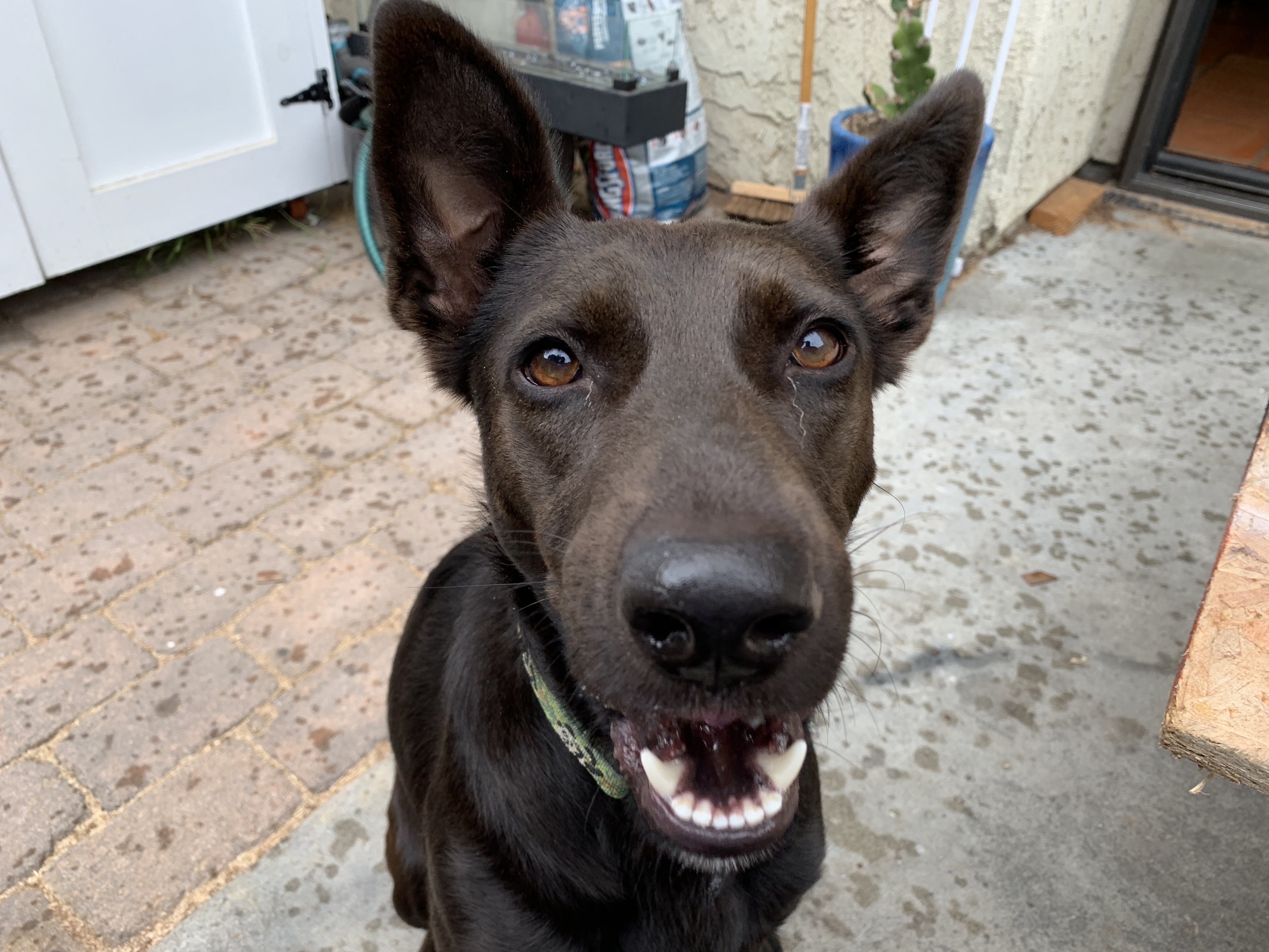 How To Help A Dog Get Over Separation Anxiety