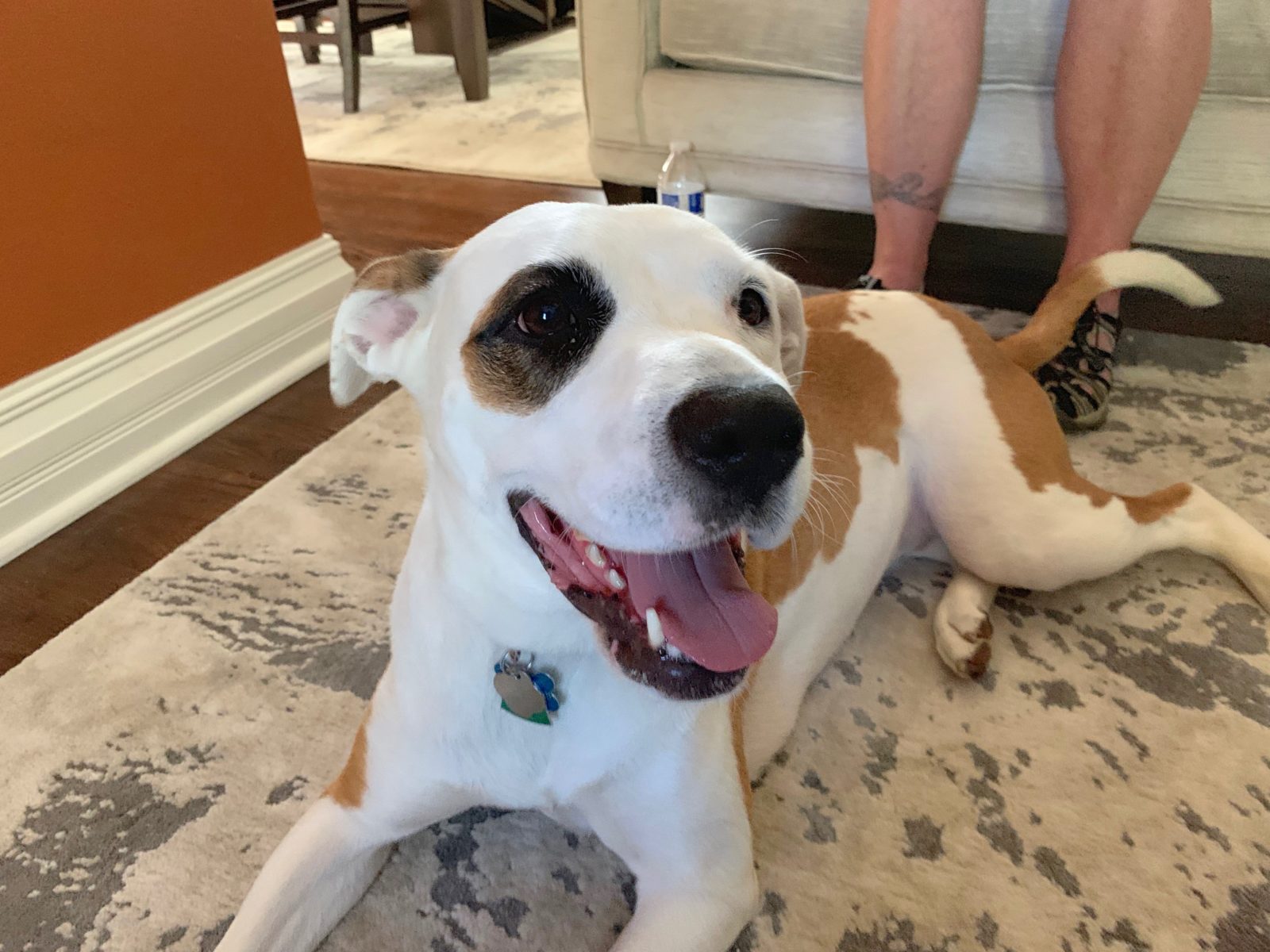 Teaching a Dog to Focus to Help Her Stop Being Reactive Dog Gone Problems