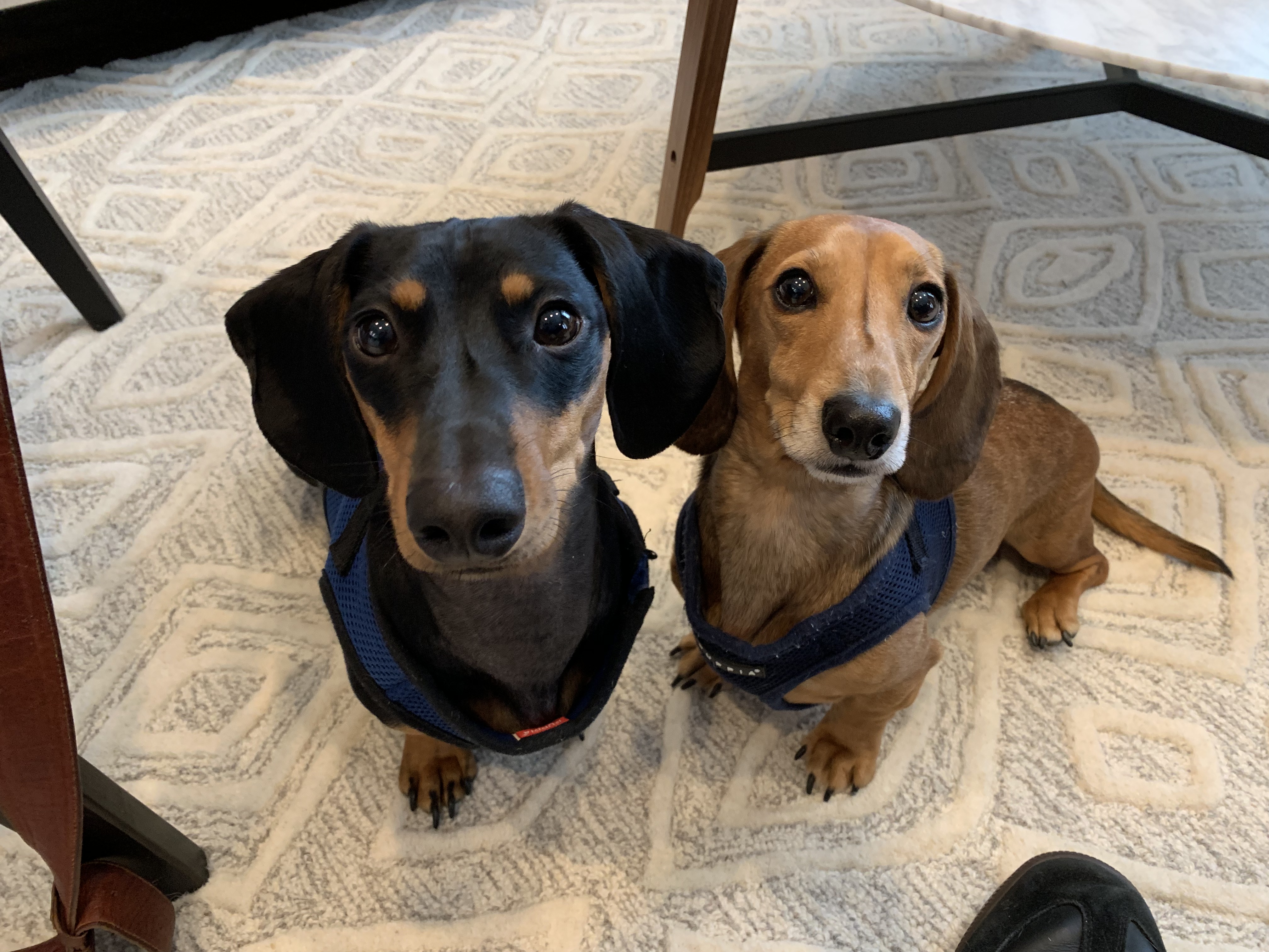 Should Dachshunds Be In Pairs