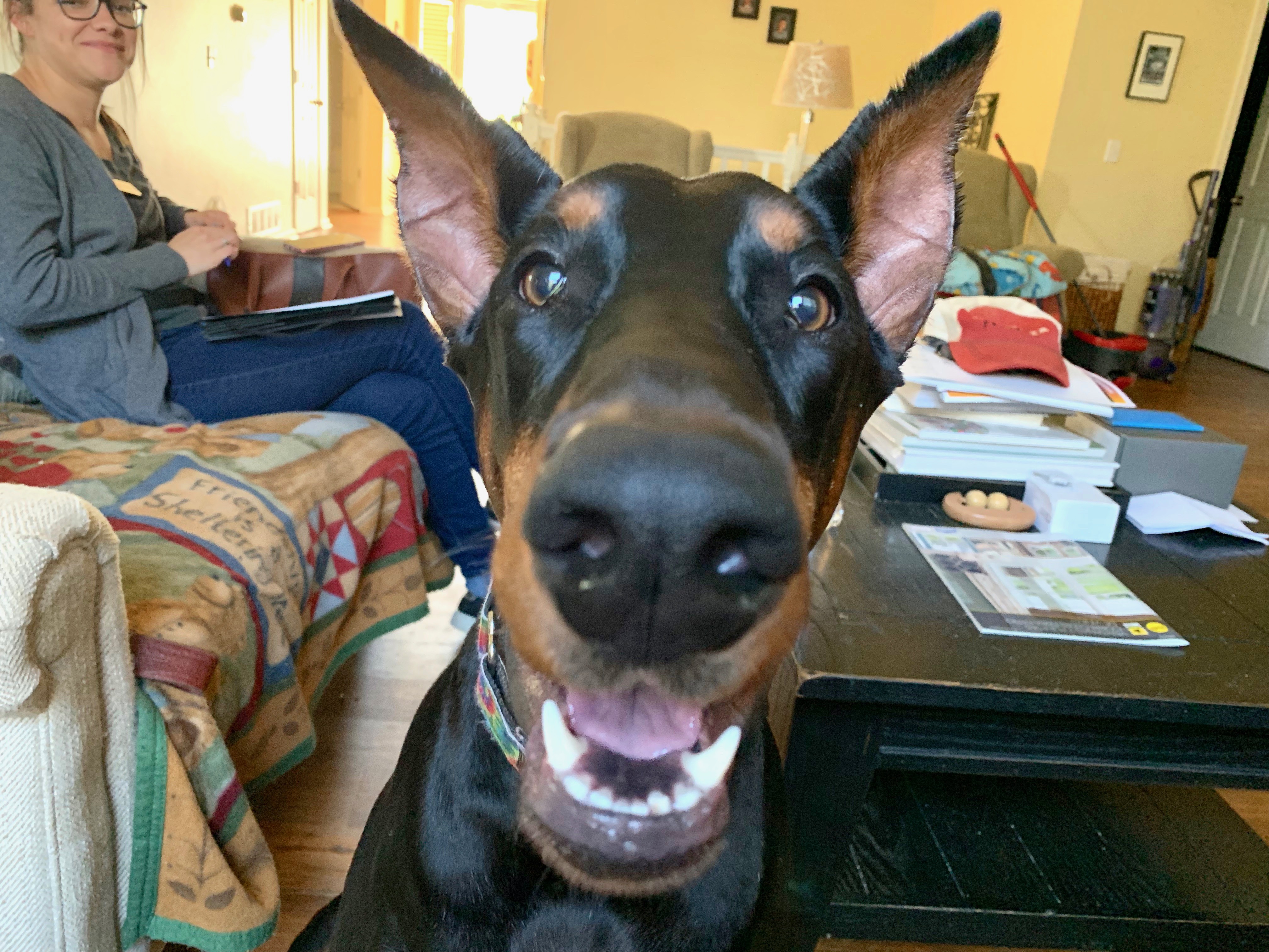 How To Train A 2 Month Old Doberman
