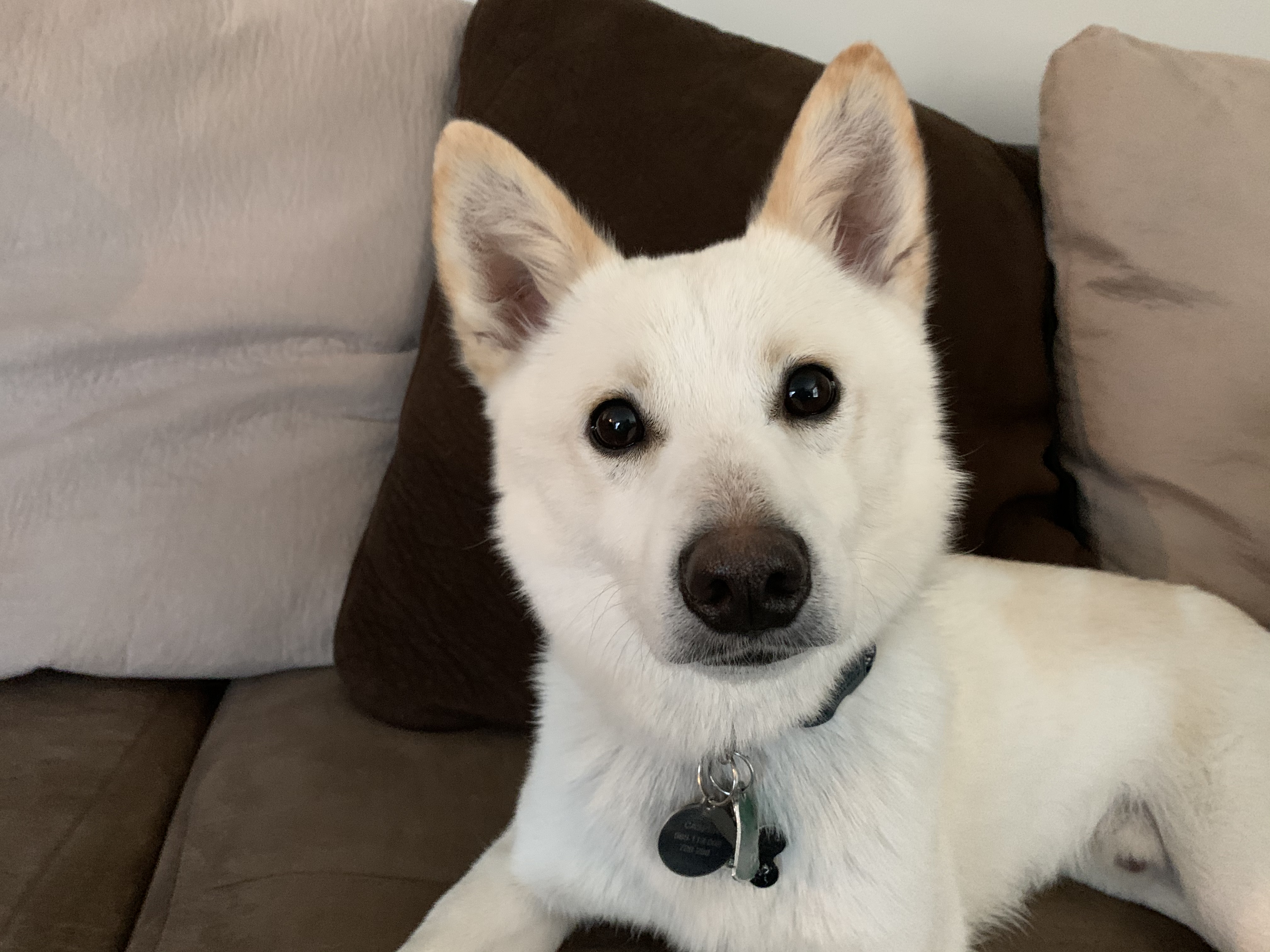 Shiba Inu Lab Mix
