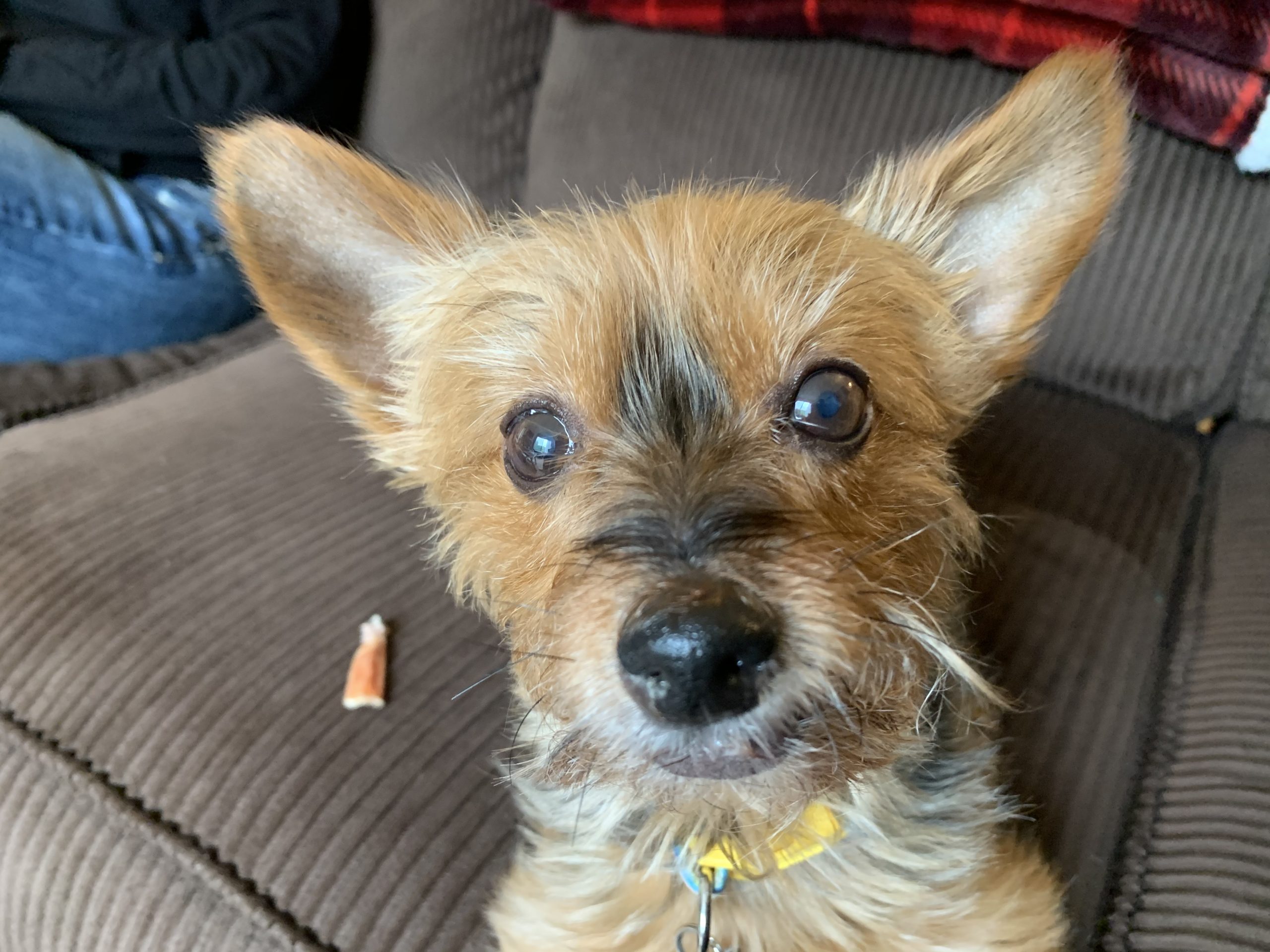 Tips to Stop a Yorkie Rescue's Barking Dog Gone Problems