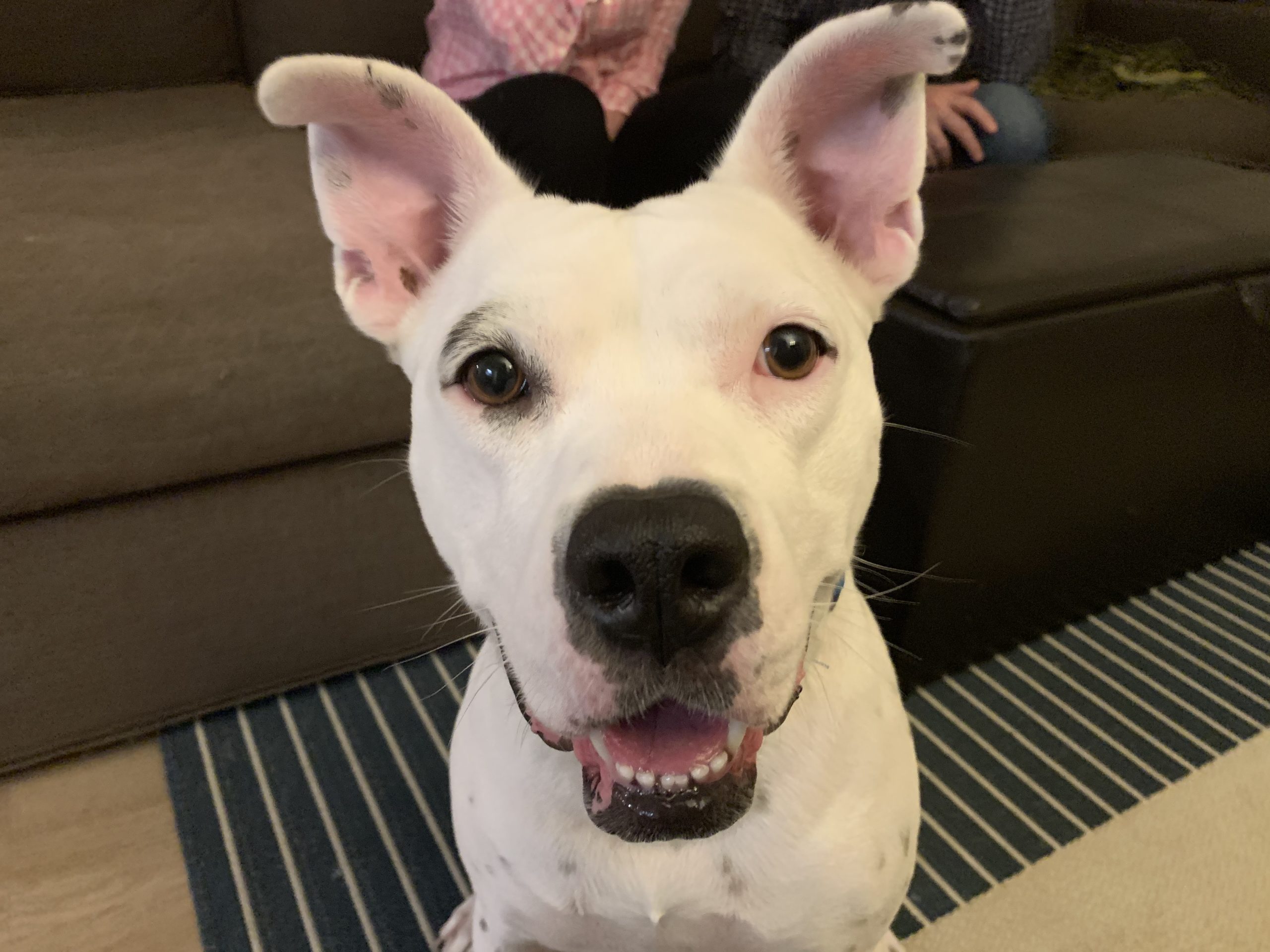 How To Stop Deaf Dog From Barking