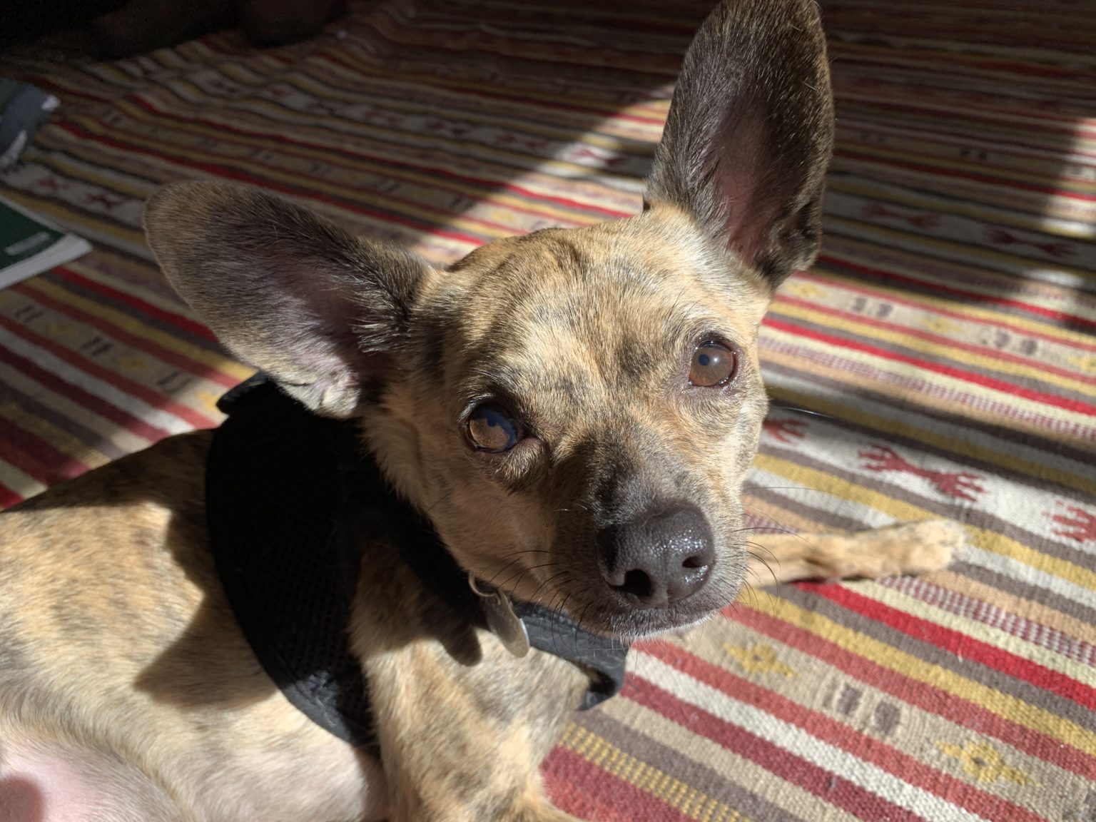 Barley Dog Gone Problems