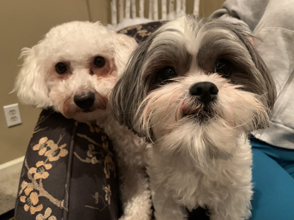 The Best Way to Stop a Dog From Marking or Having Accidents in the