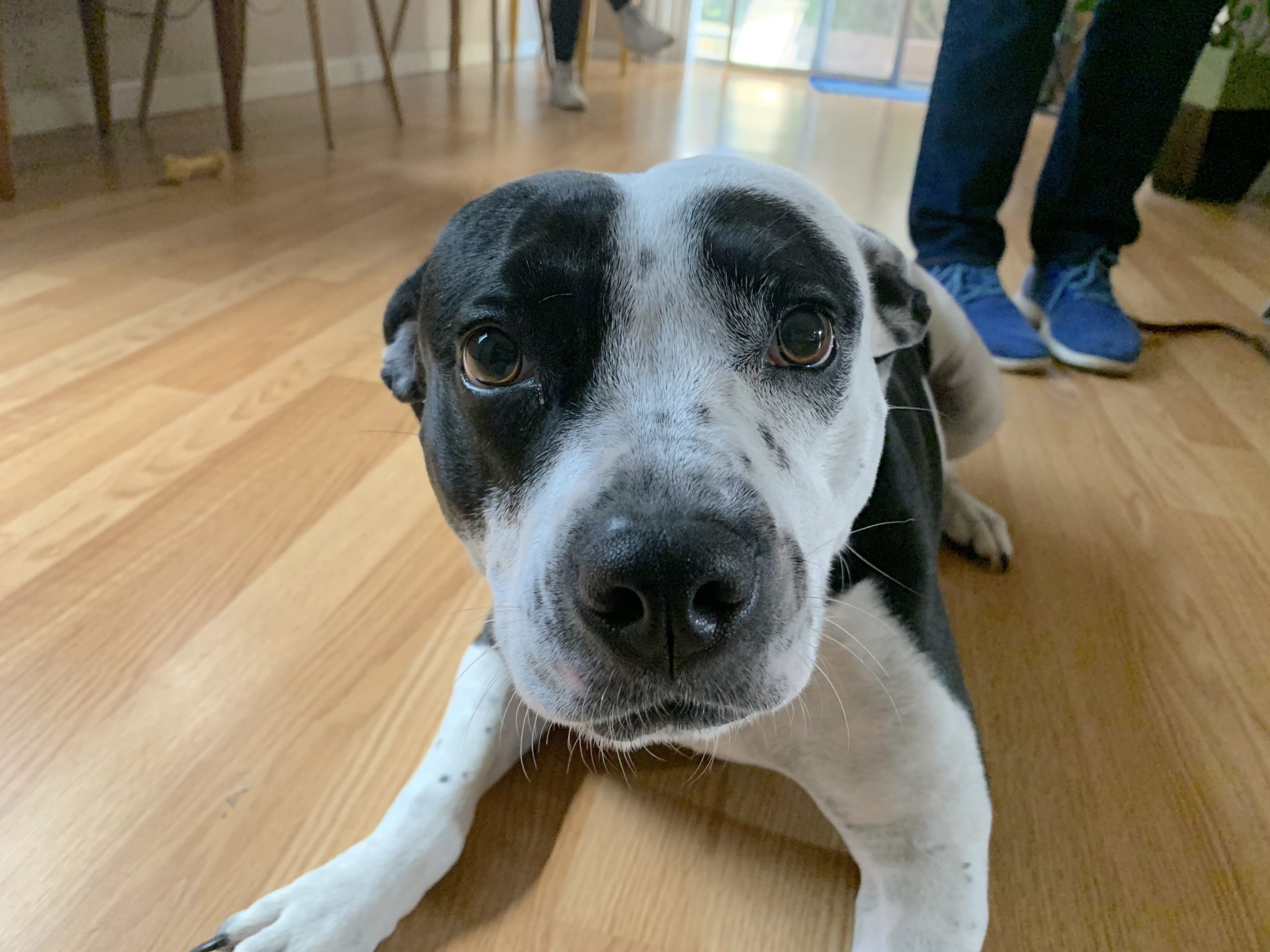 How Do You Stop A Dog From Being Aggressive With Other Dogs