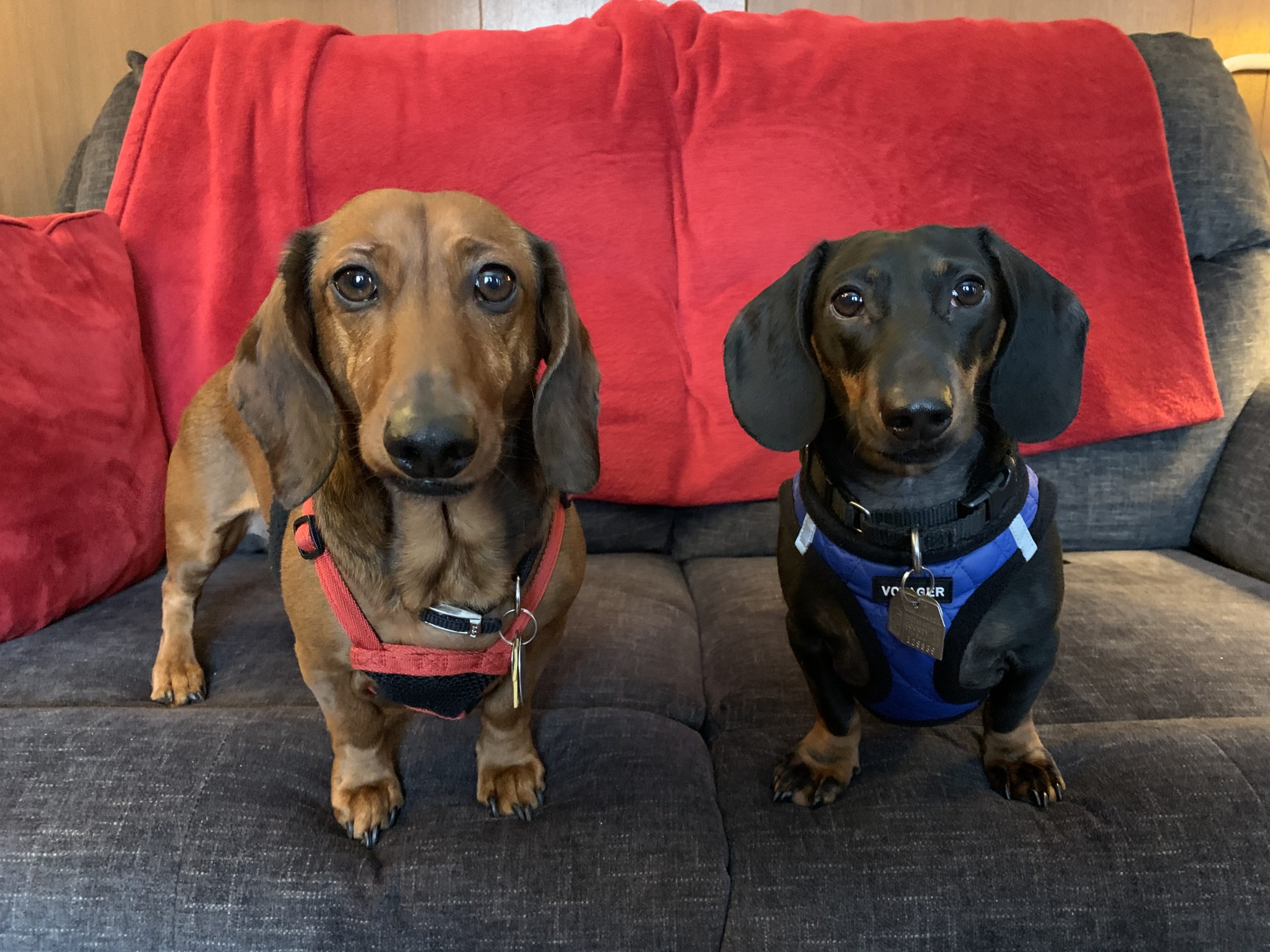 Are Dachshund Dogs Aggressive