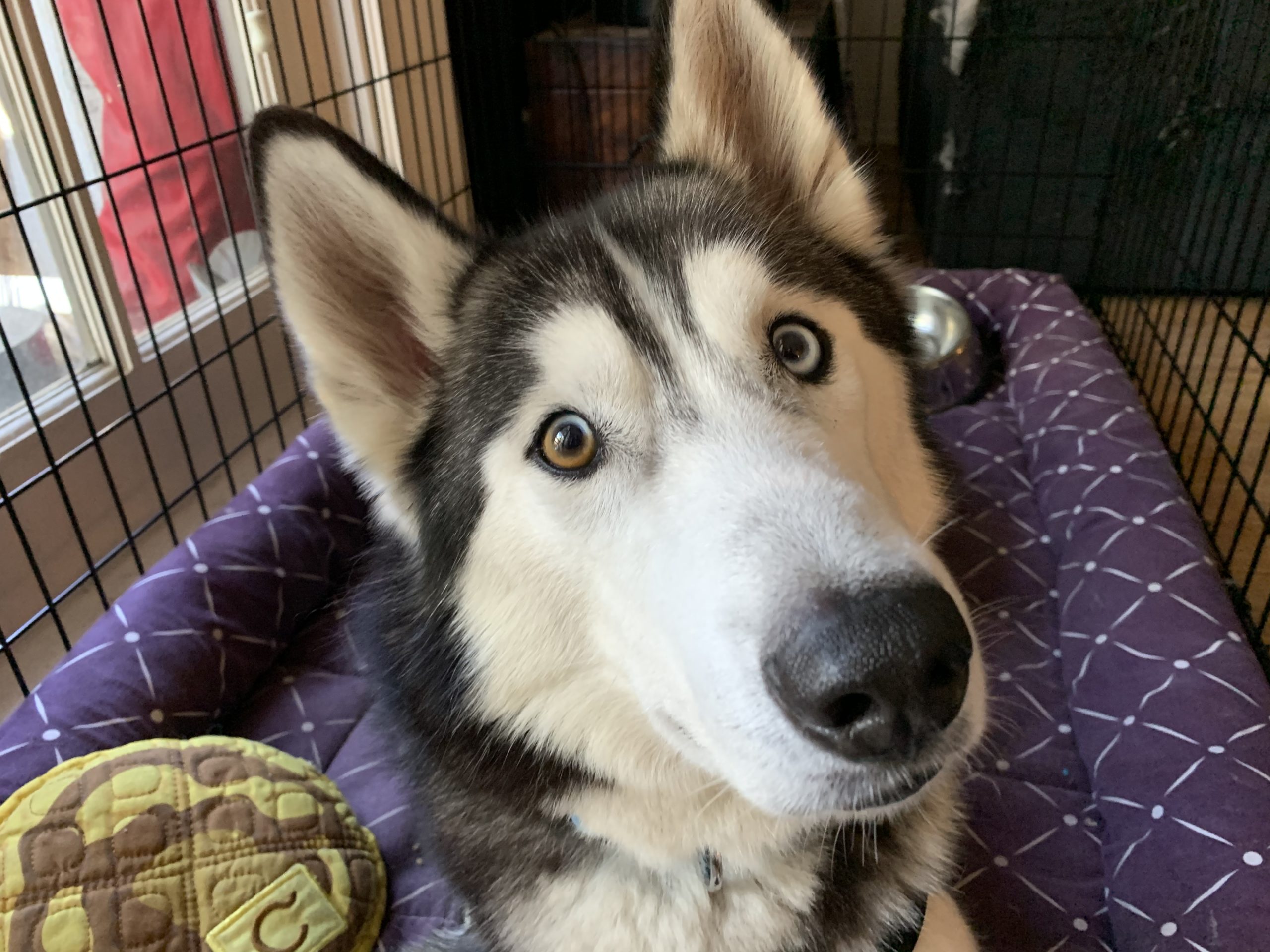 An Easy Way to Stop a Dog From Pulling and Lunging on the Leash Dog