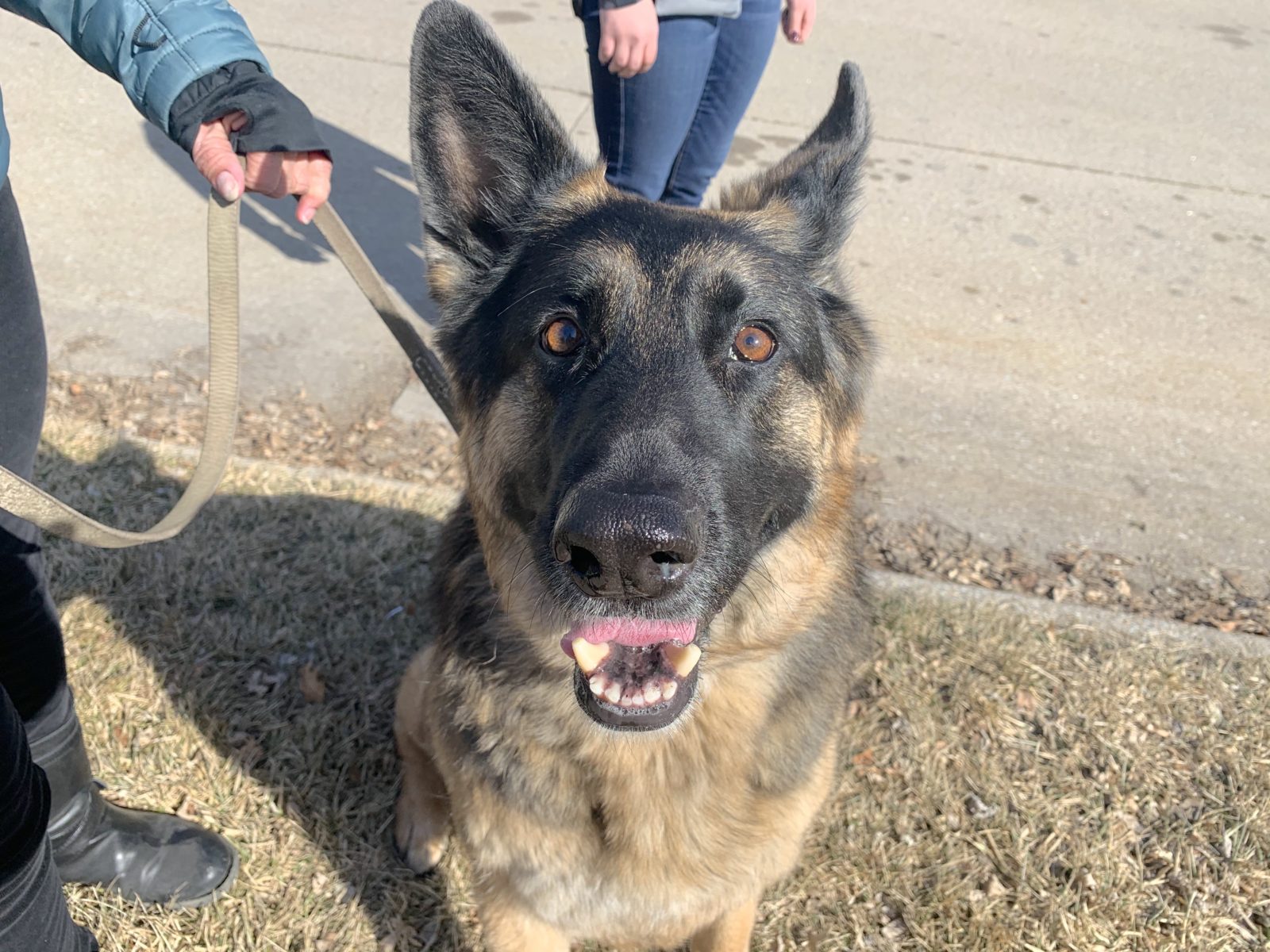 An Easy Way to Quickly Exercise a High Energy Dog to Help Reduce Her