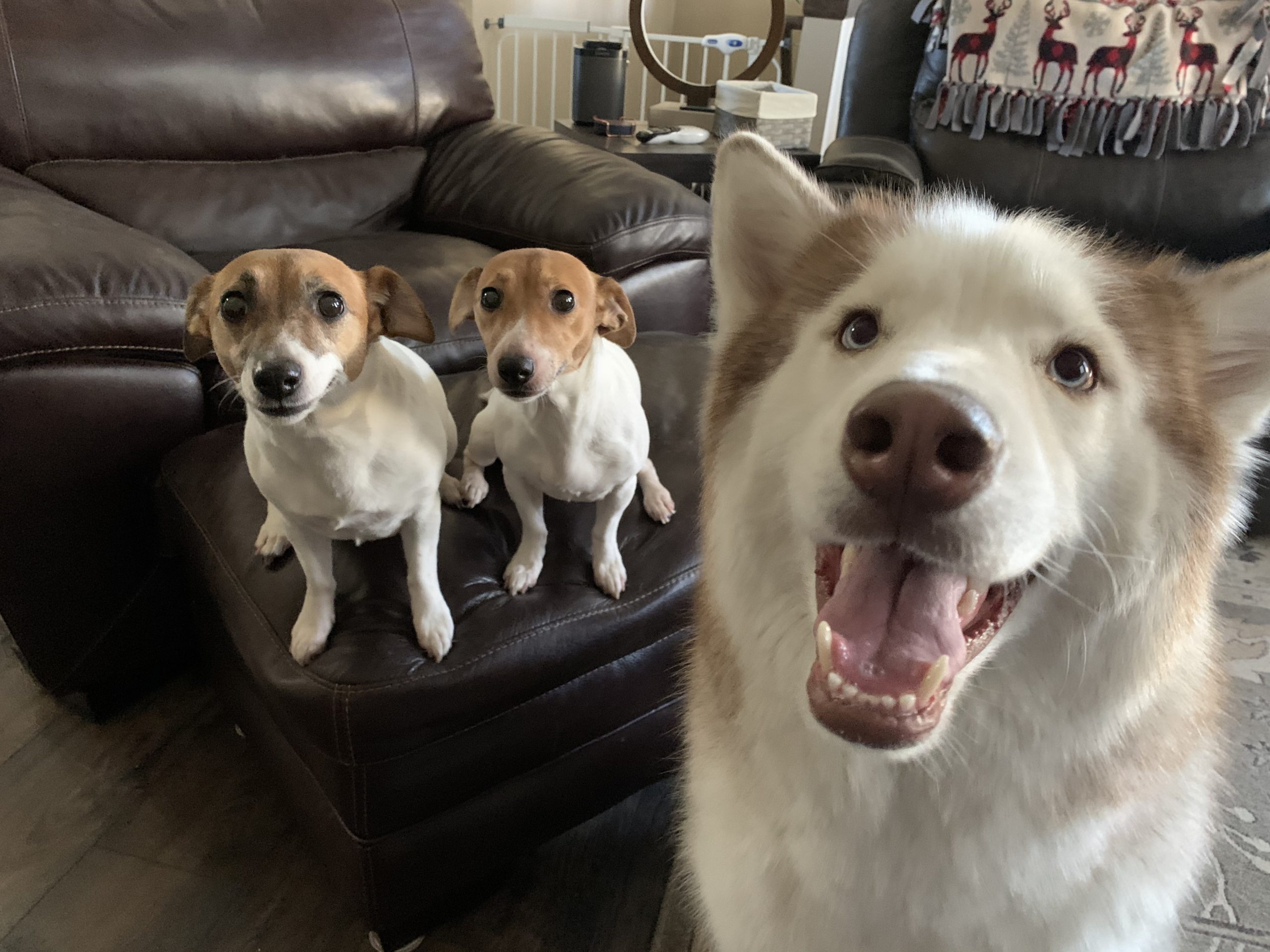 Why Do Dogs Tip Their Water Bowls