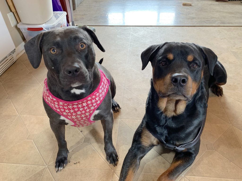 Teaching a Dog to Focus on Her Guardians to Prevent her