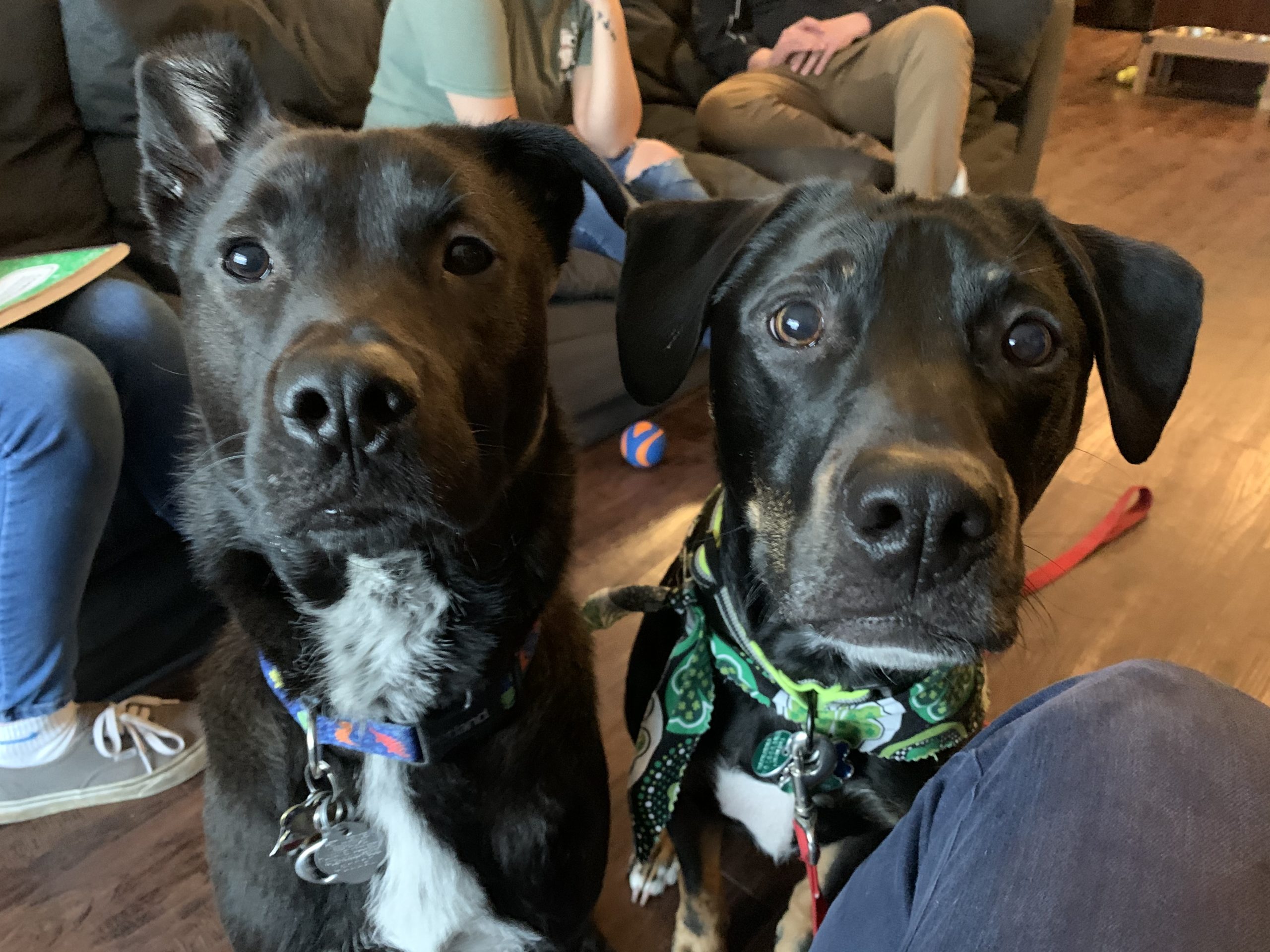 How To Train Your Dog To Stop Jumping On Guests