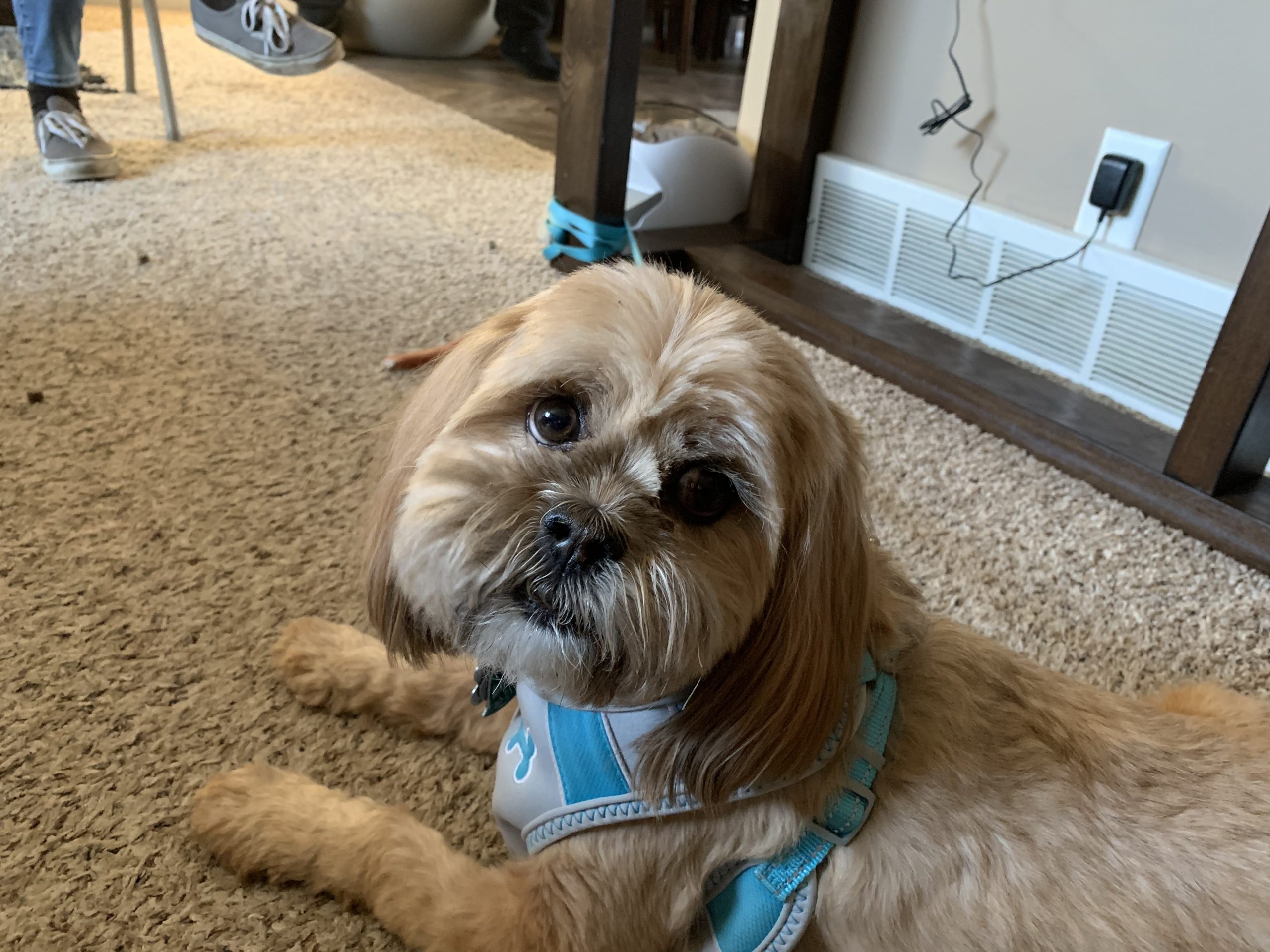 How To Stop A Shih Tzu From Being Aggressive Shih Tzu Dog