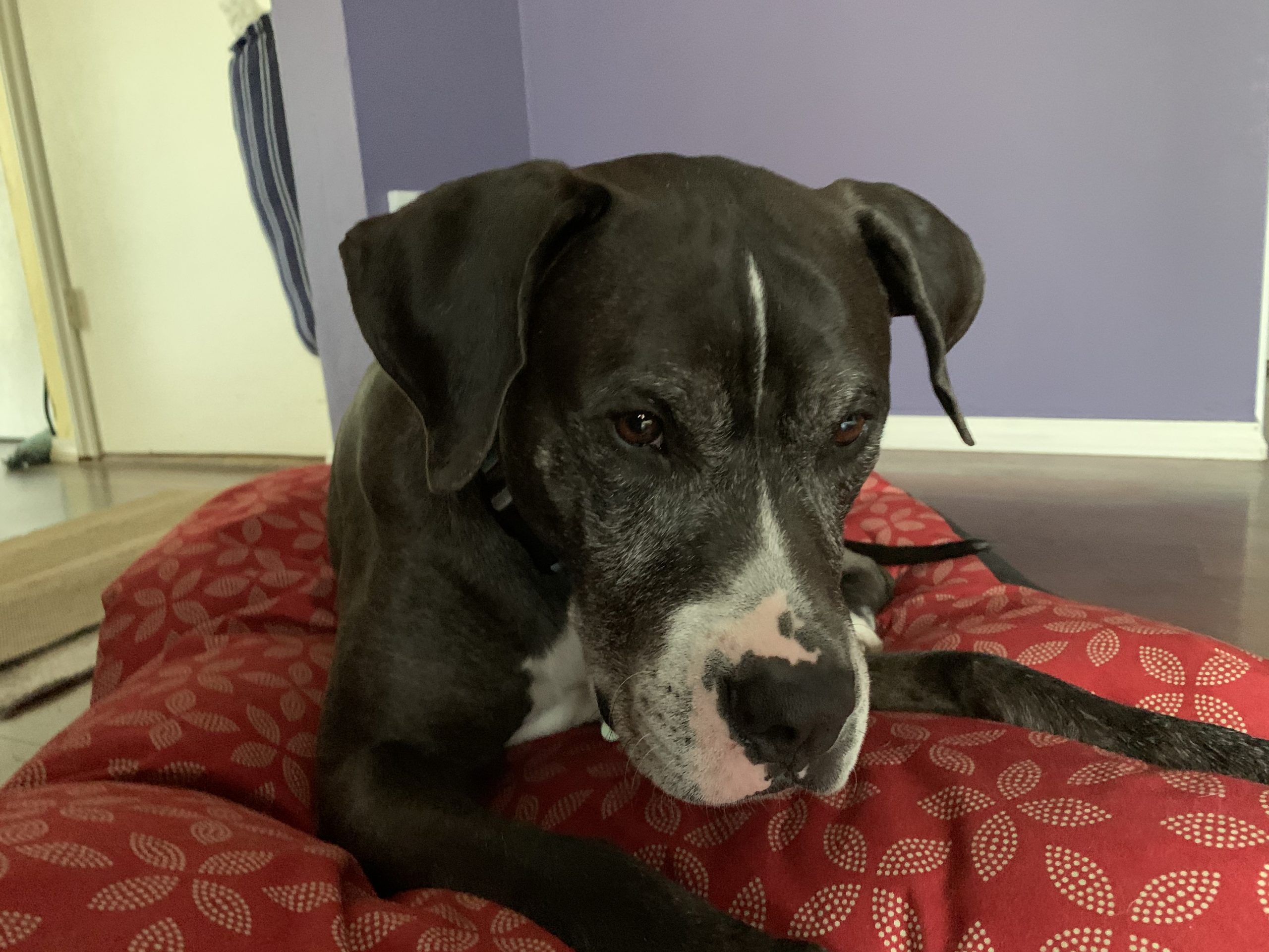 Tips to Stop a Dog From Fence Fighting with the Neighbor's Barky Dogs