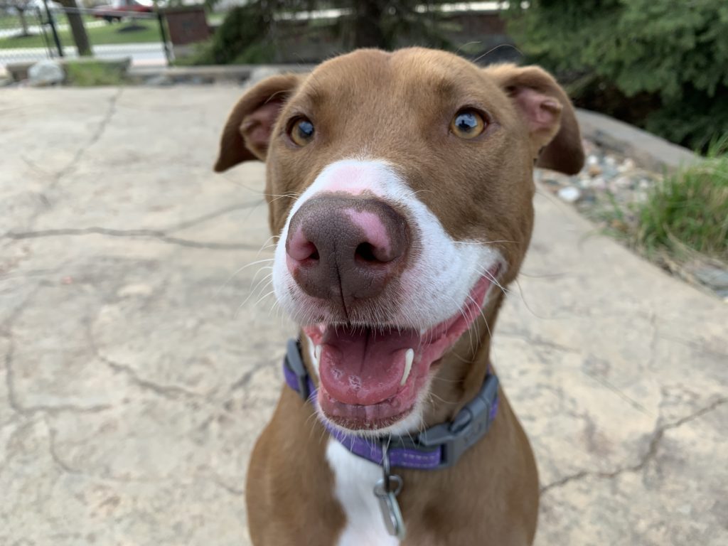 Free Tips to Stop Dog Charging and Barking at the Fence Dog Gone Problems