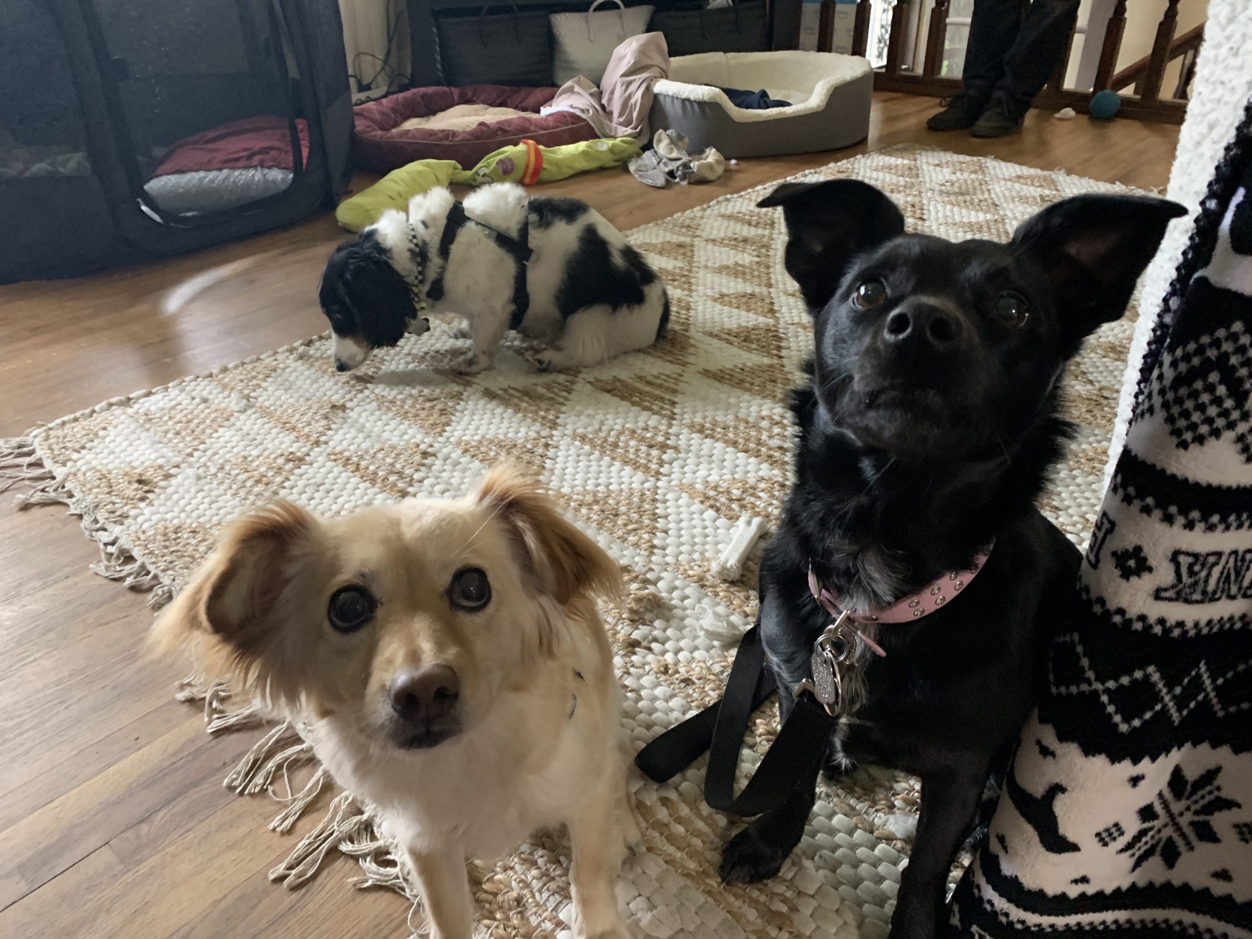 How Long Does It Take For Two Dogs To Get Used To Each Other