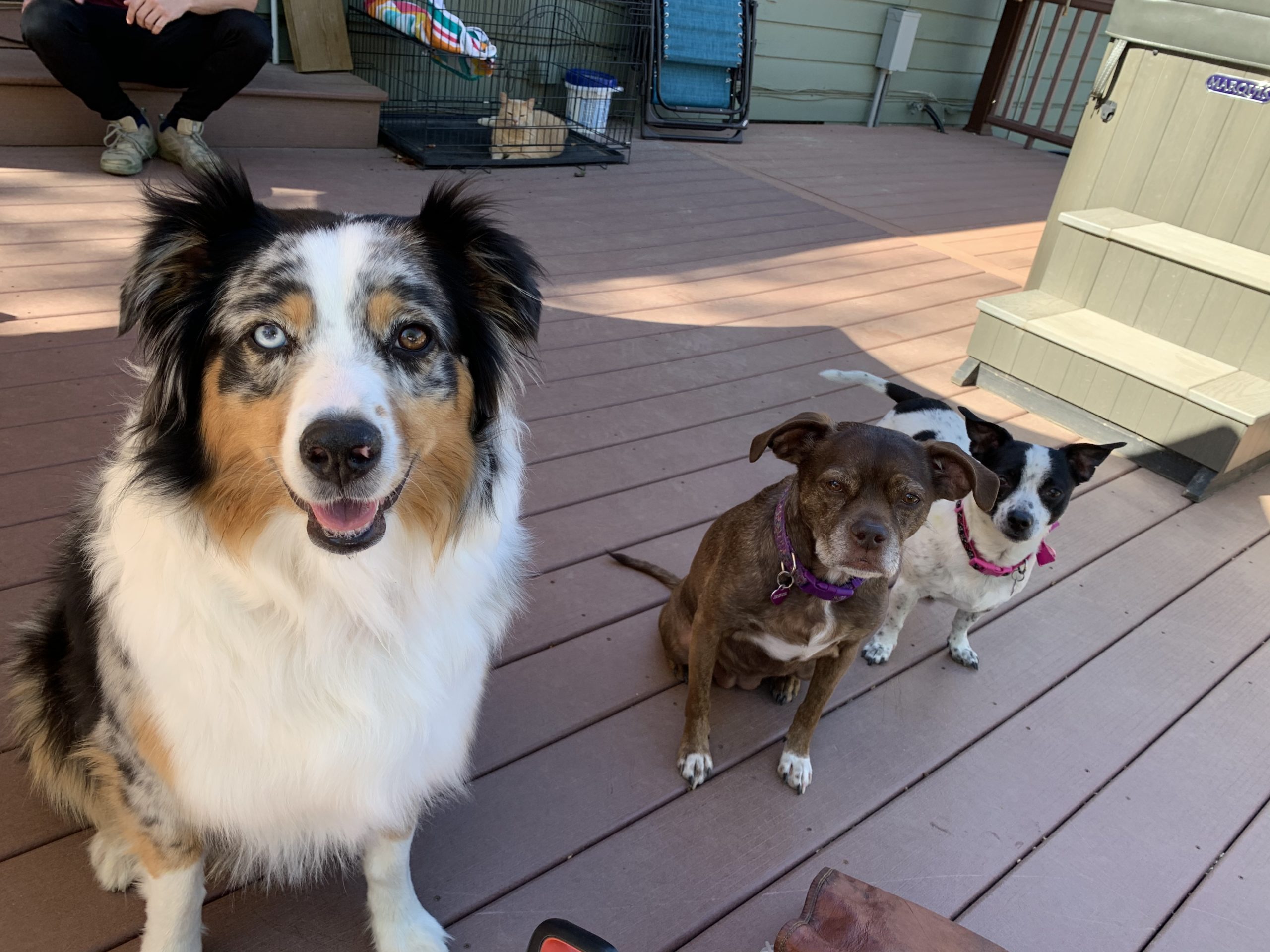 How To Stop Dogs From Fighting Through Fence