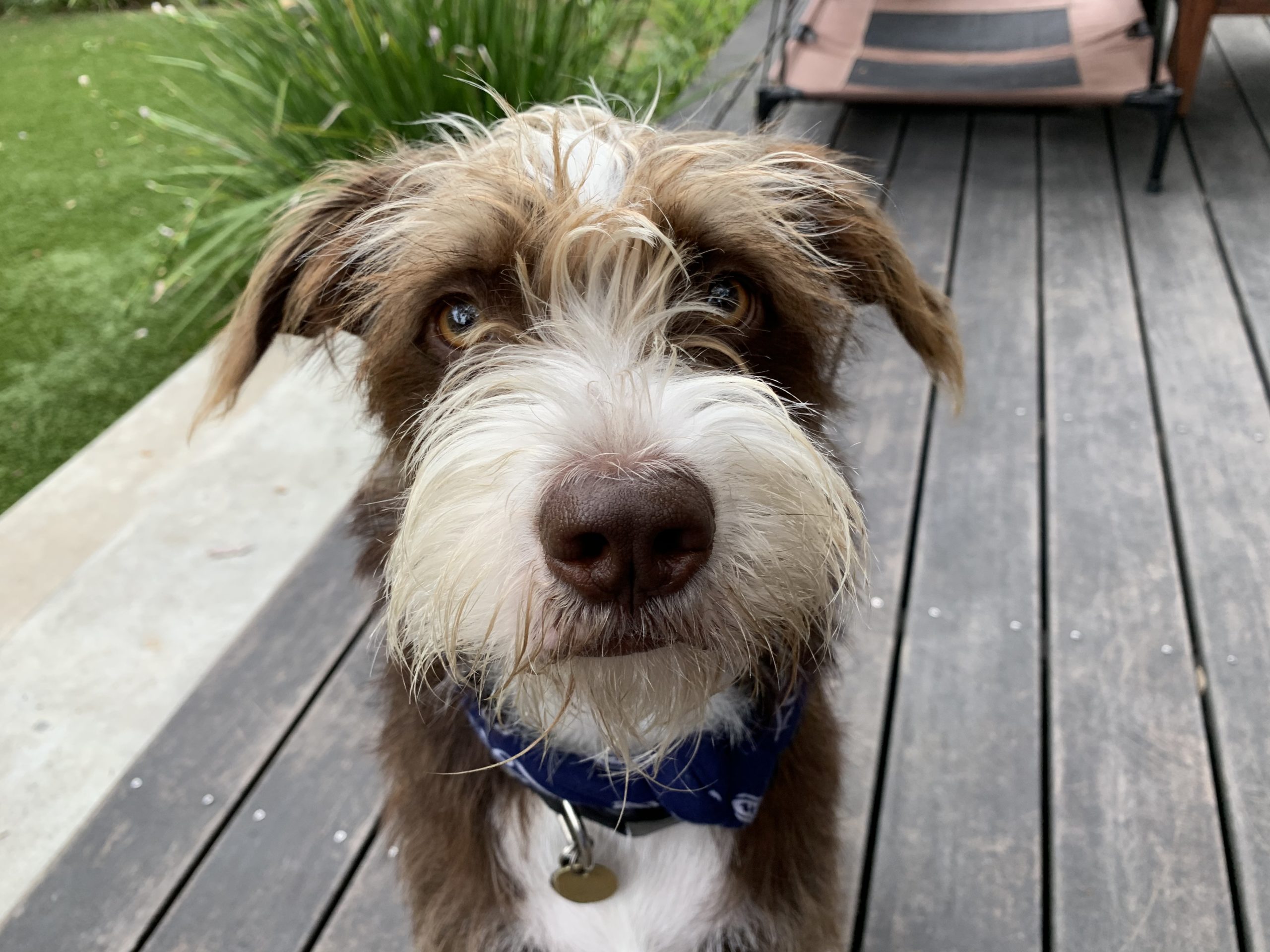 Tips to Stop a Dog From Nipping and Biting His Family Member's Clothes