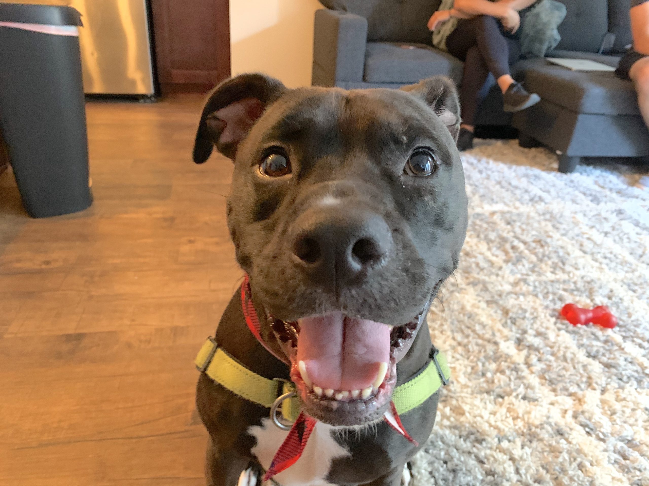 An Easy Way to Stop a Santa Monica Pitbull from Pulling on the Leash on