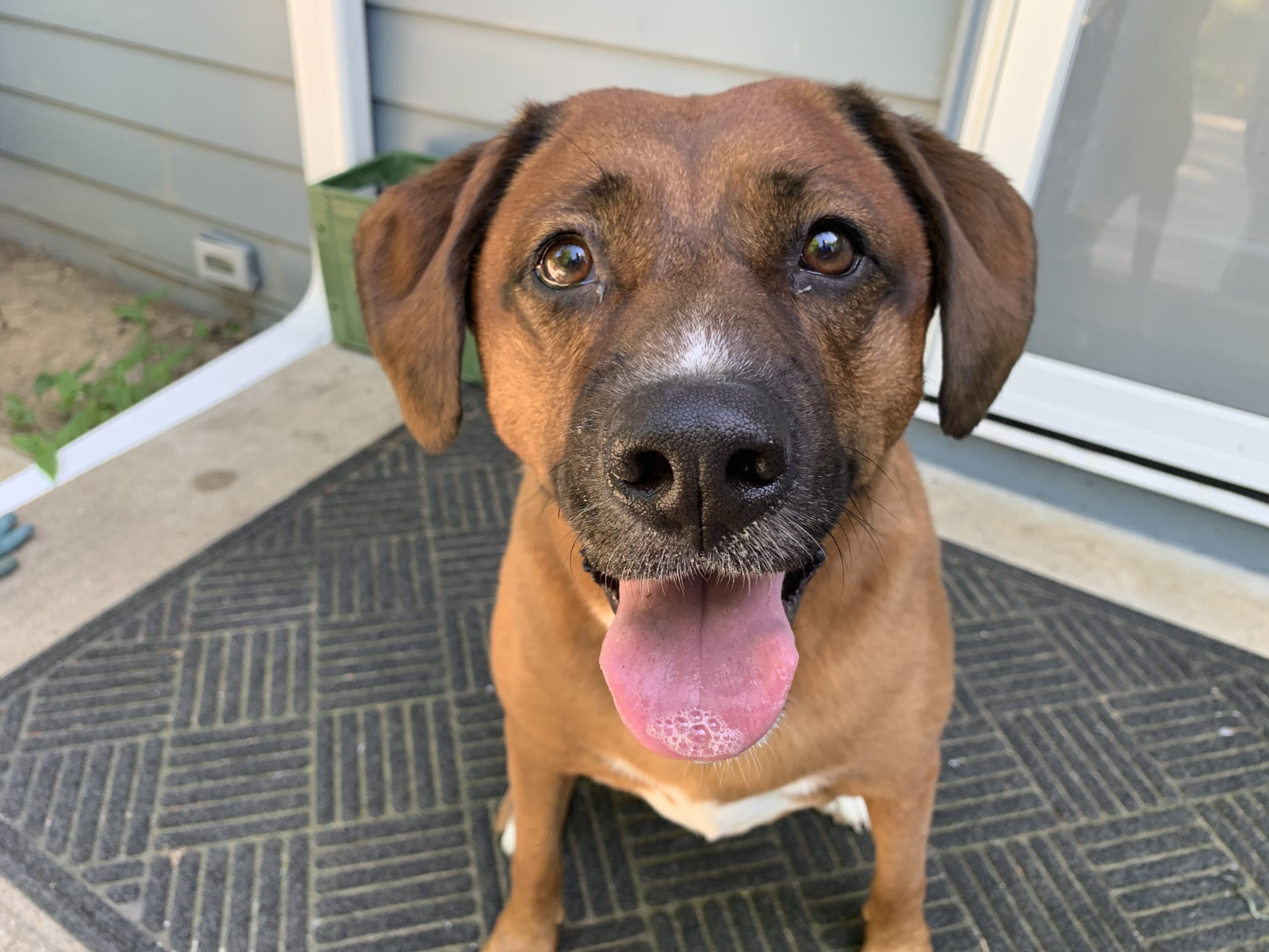 Can A 4 Year Old Dog Be Trained