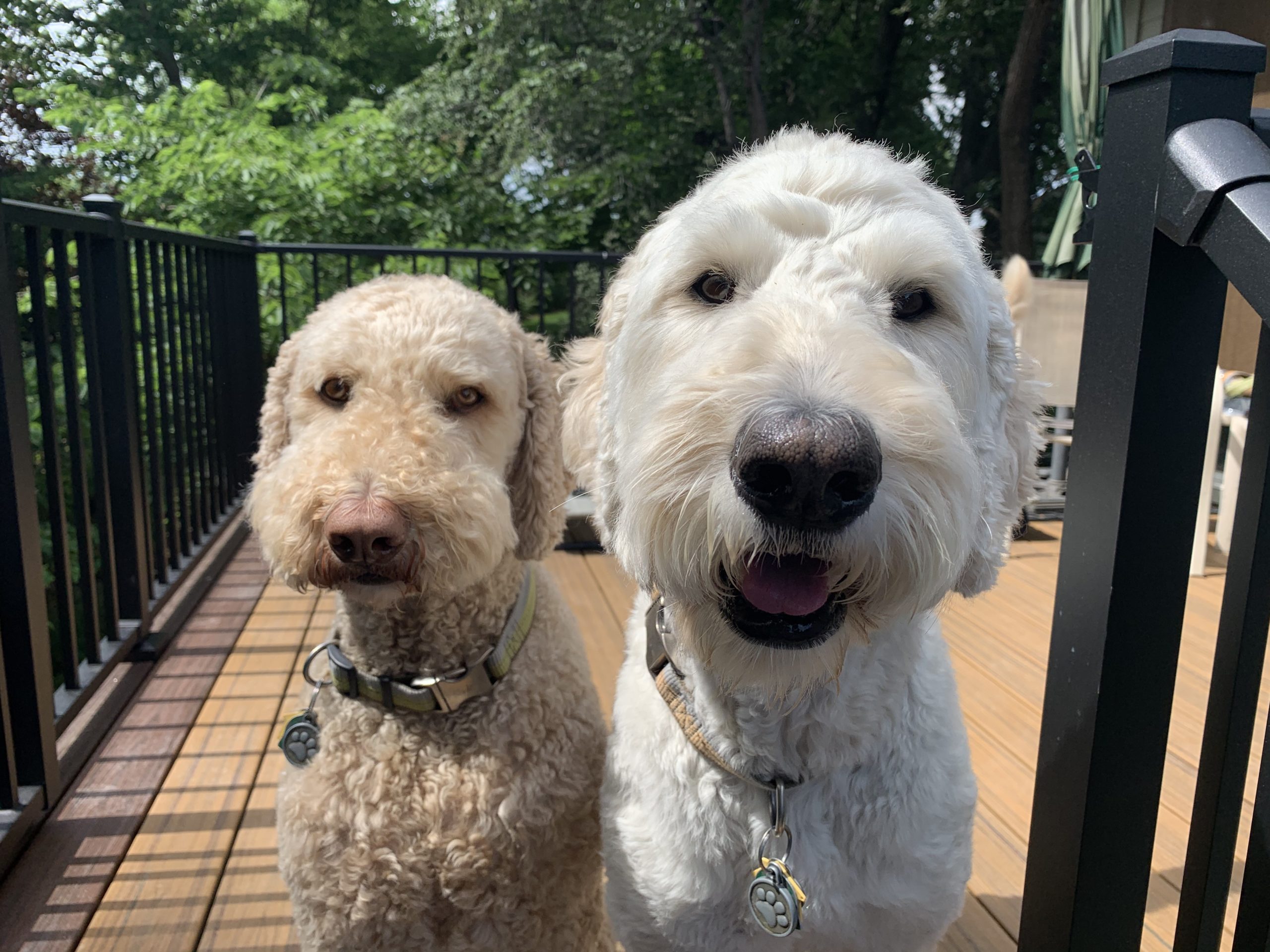 Are Goldendoodles Better In Pairs