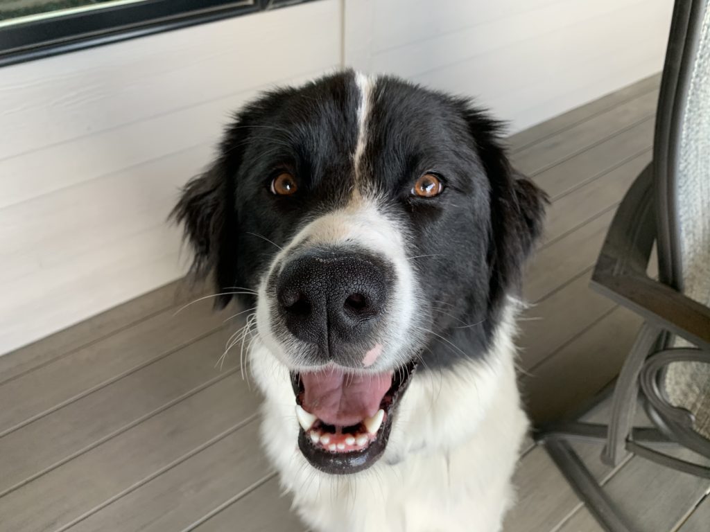 Great Pyrenees Newfoundland mix Dog Gone Problems Dog Gone Problems