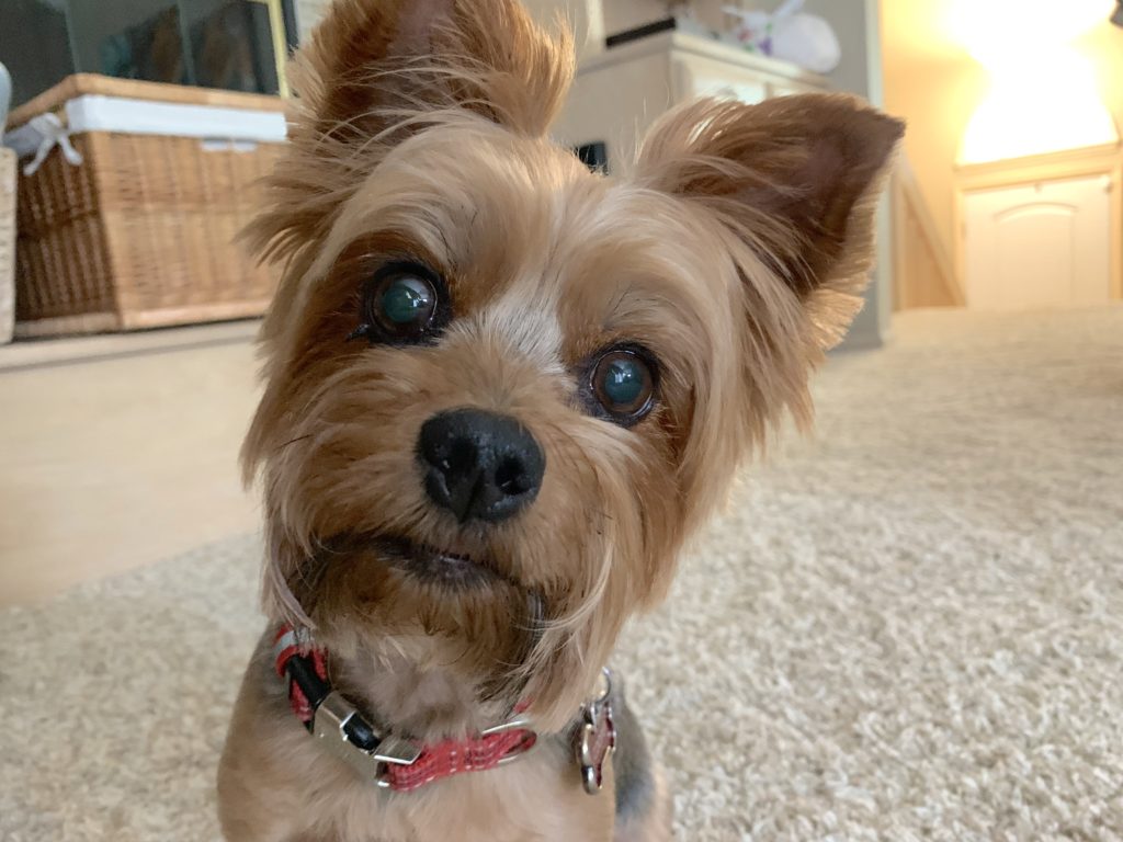 Free Training Lesson Dog Bites When Picked Up Dog Gone Problems