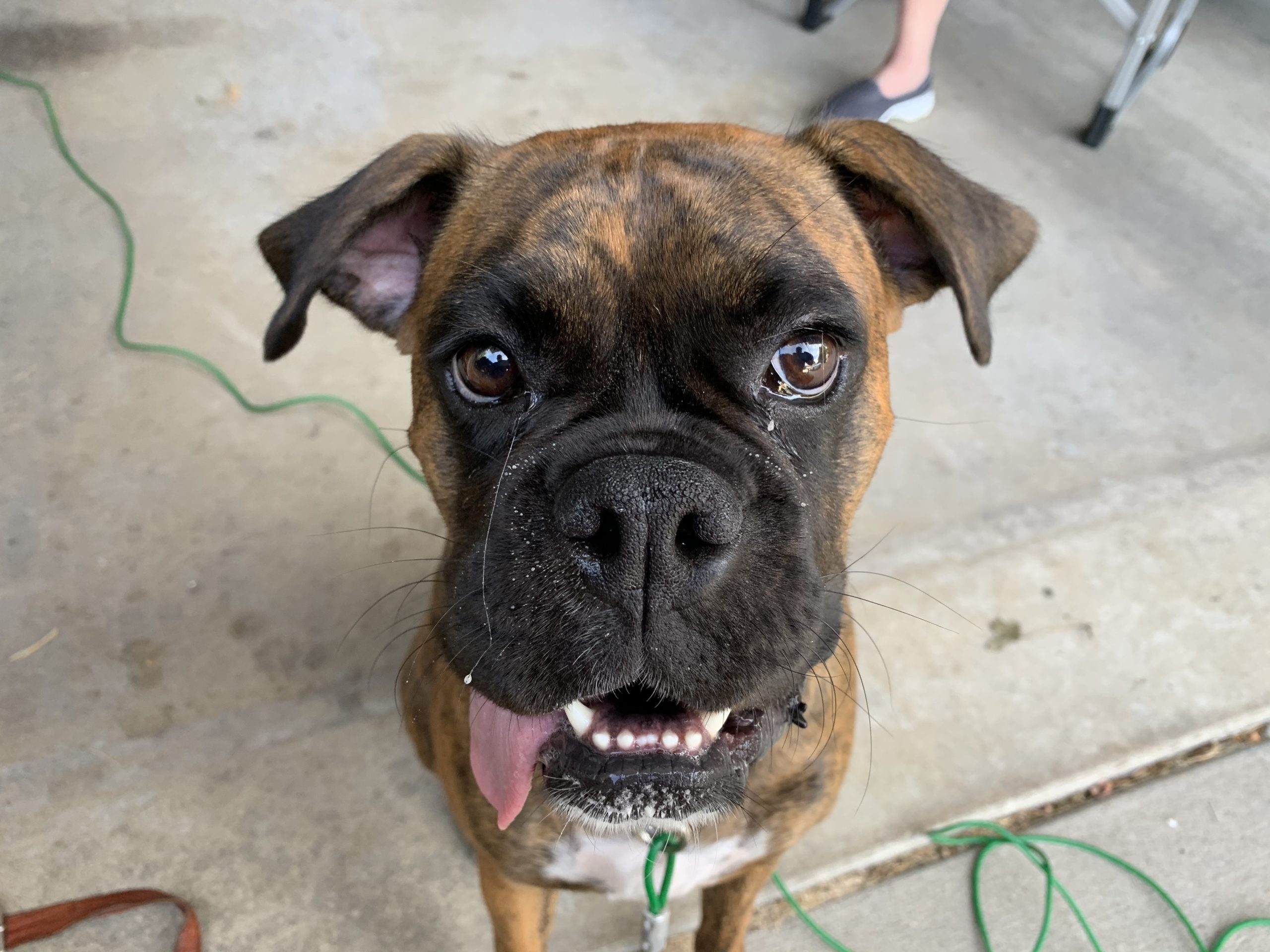 How To Keep A Boxer Dog Cool