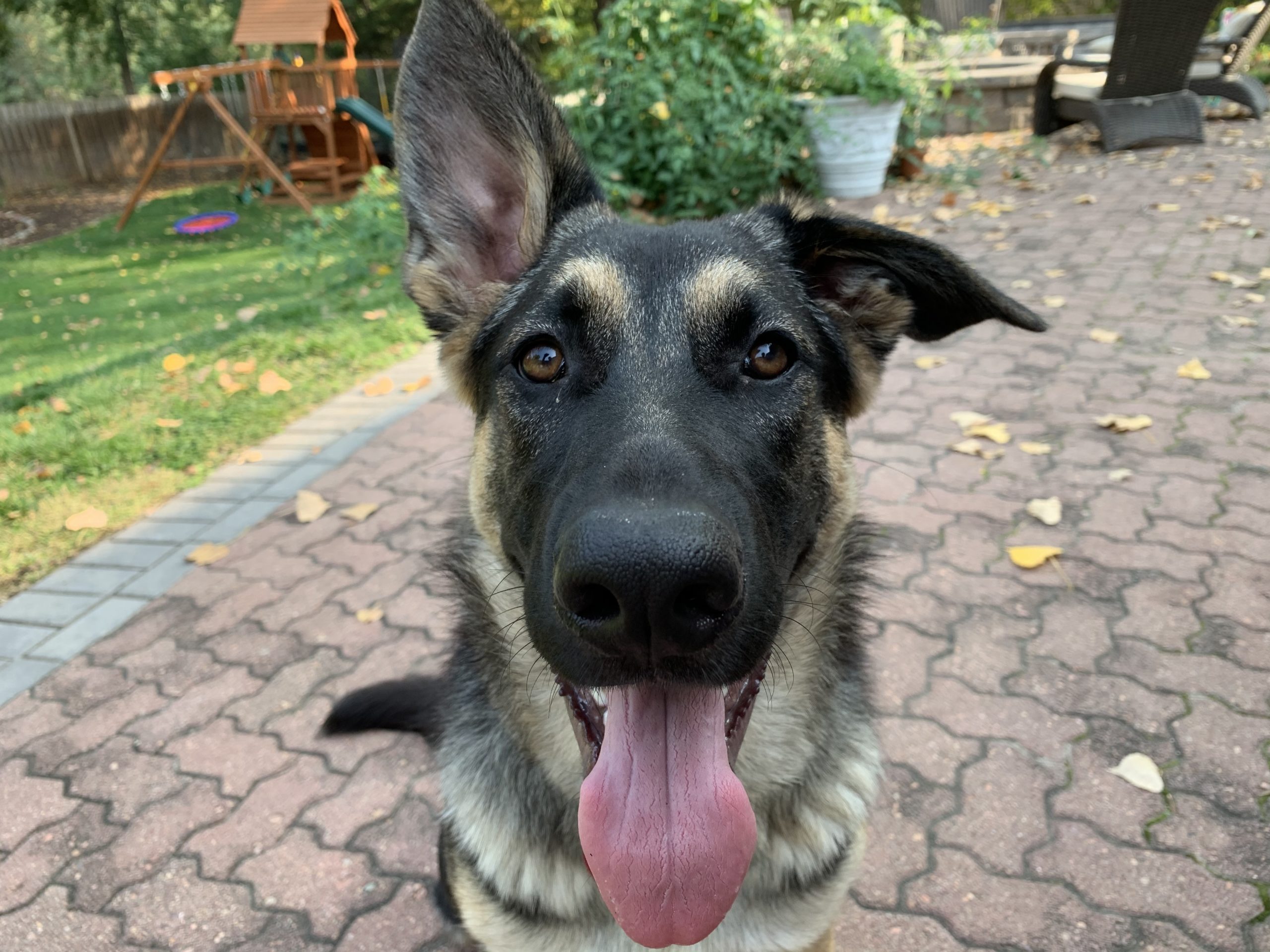 Helping an Anxious Puppy Stop Barking at Strangers Who