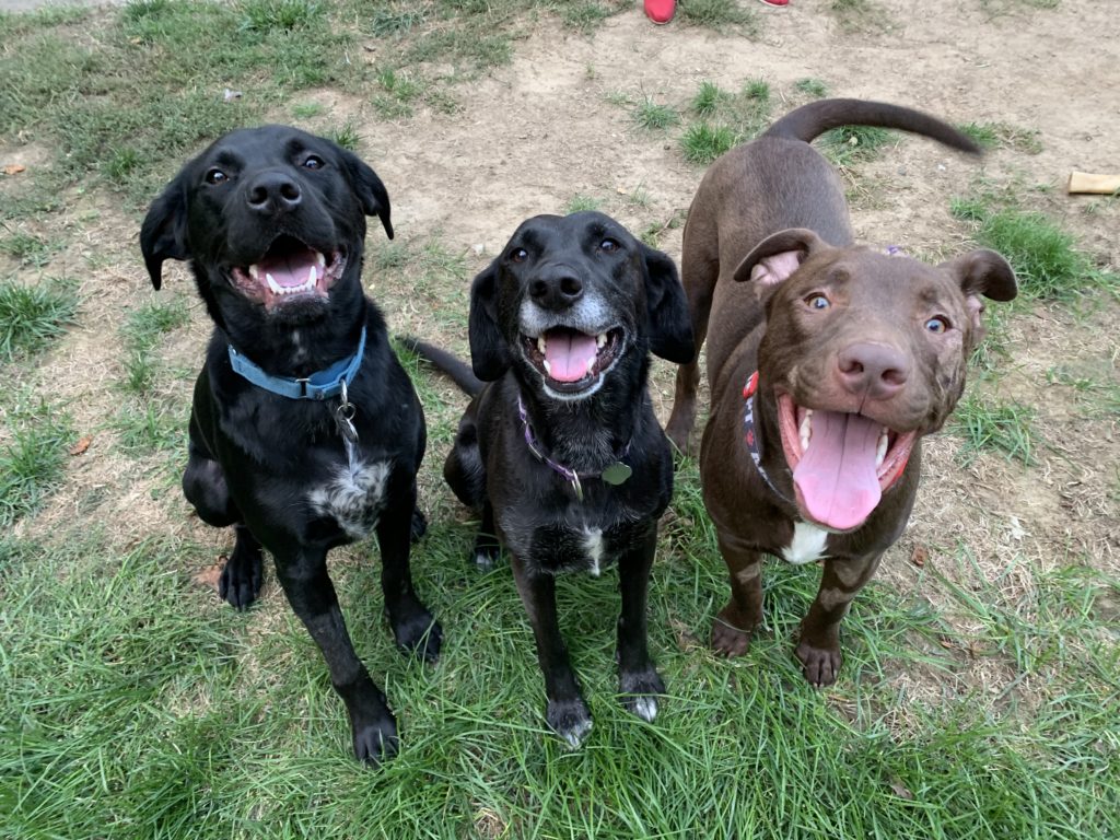 Easy Lesson on How to Stop Dog Jealousy Dog Gone Problems