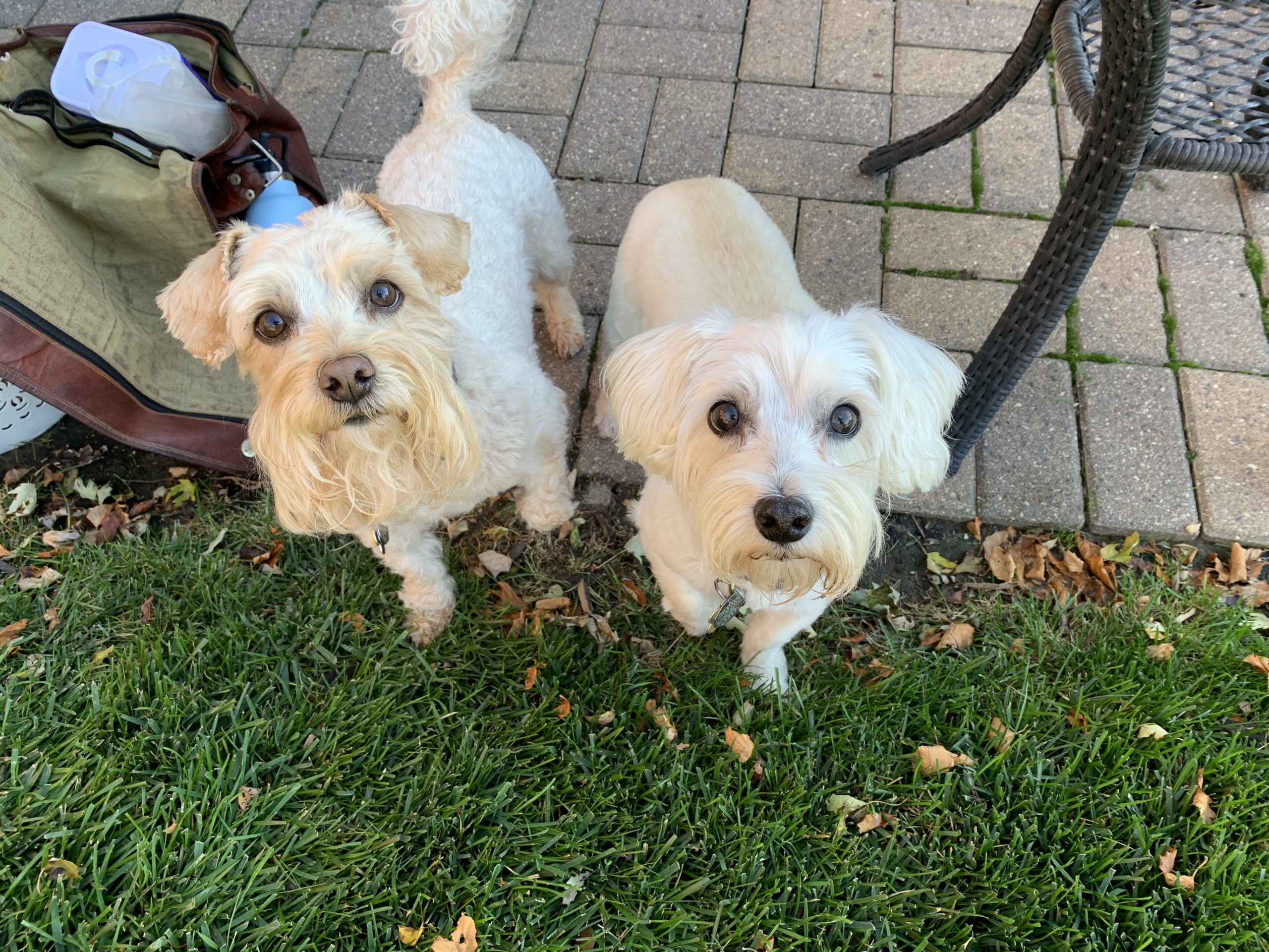 Can You Train A 13 Year Old Dog