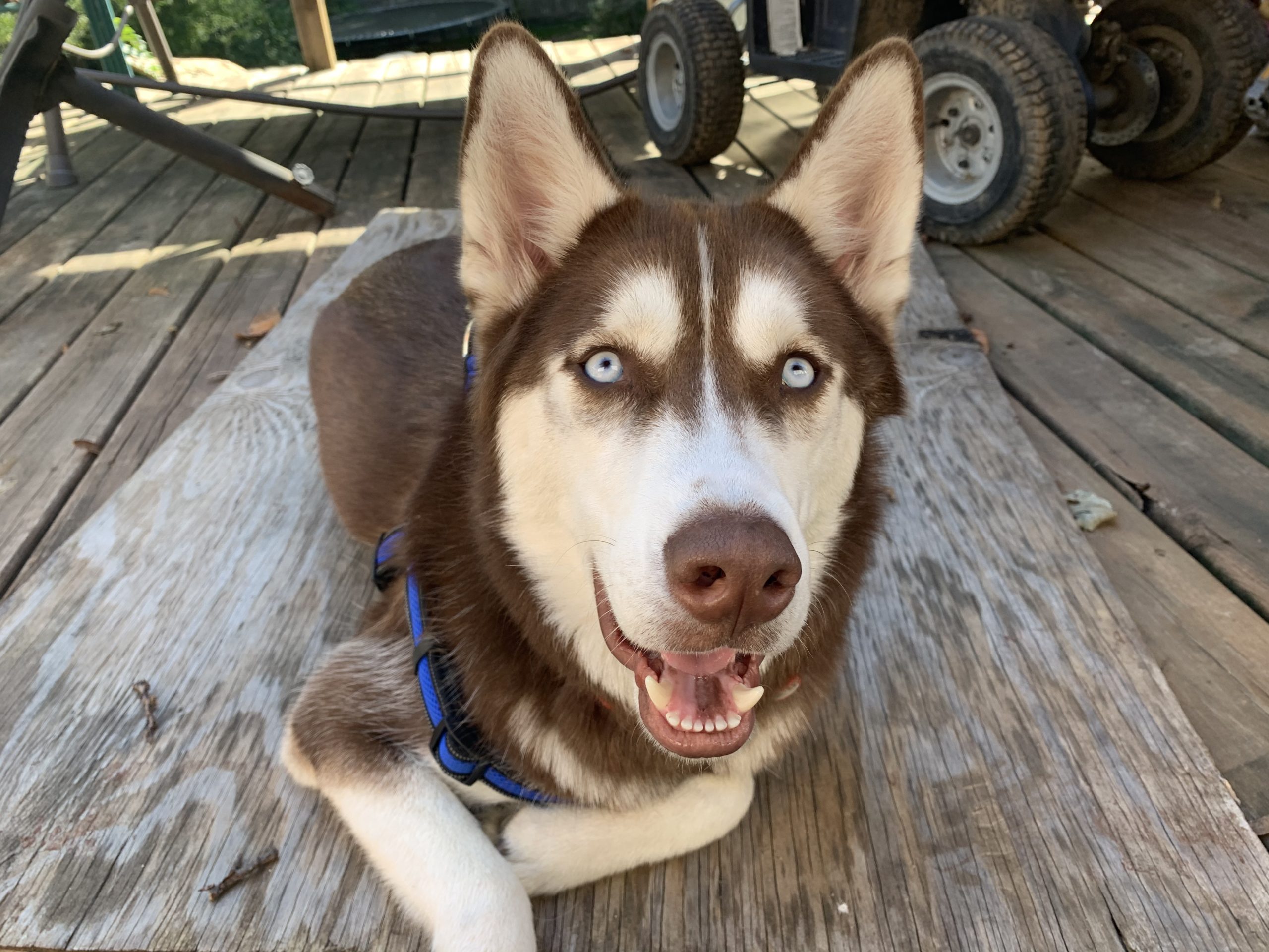 Some Clicker Training Tips Help a Husky Puppy Listen Instead of Jumping