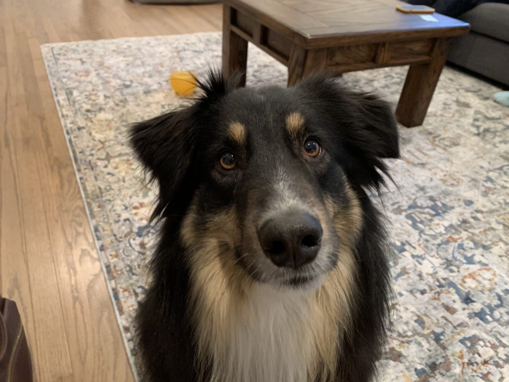 Some Free Tips to Help a Dog Feel Better Around Kids or New People Dog Gone Problems