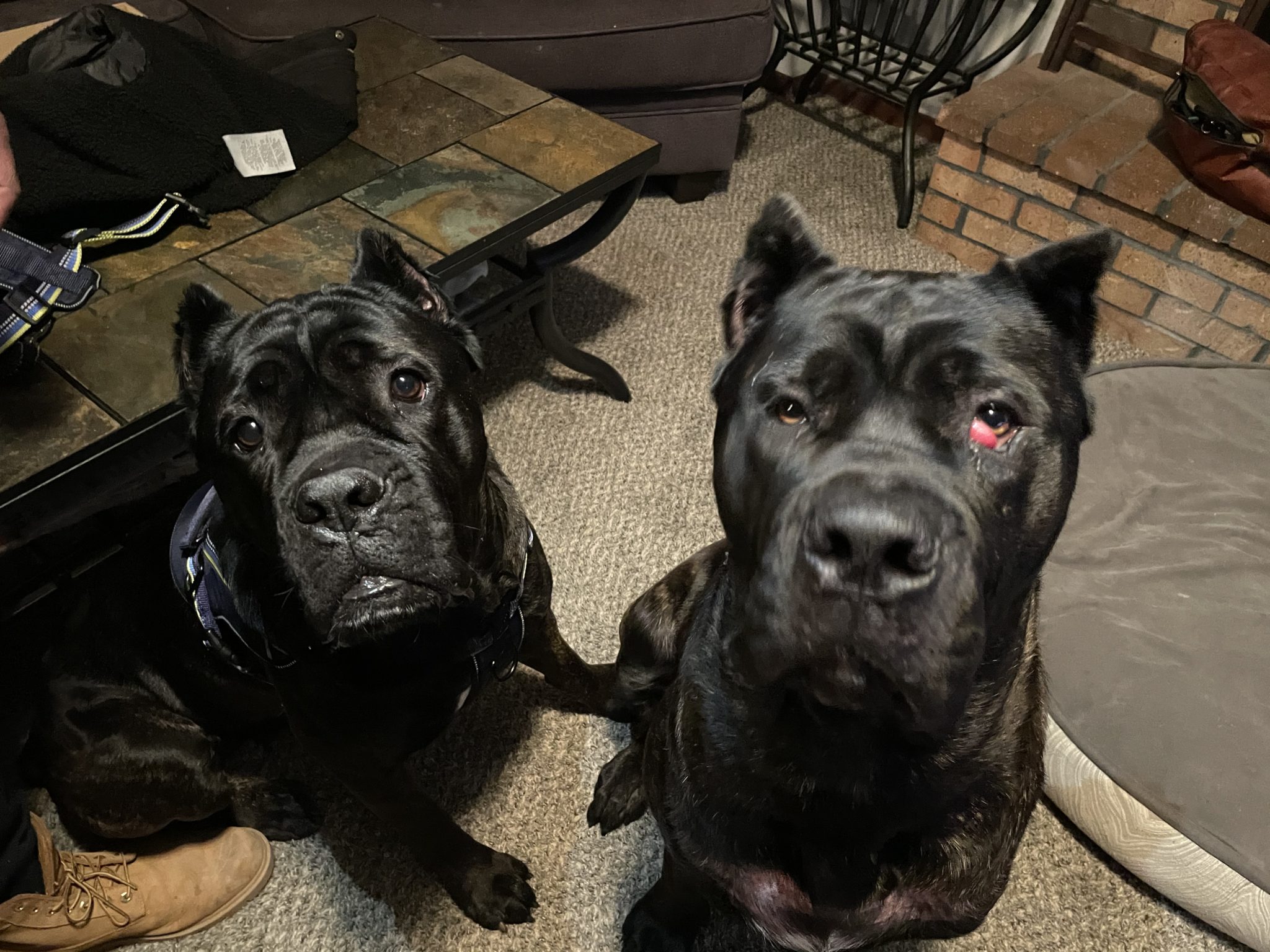 Teaching a Pair of Cane Corso's the Relaxation Protocol to Stay Calm