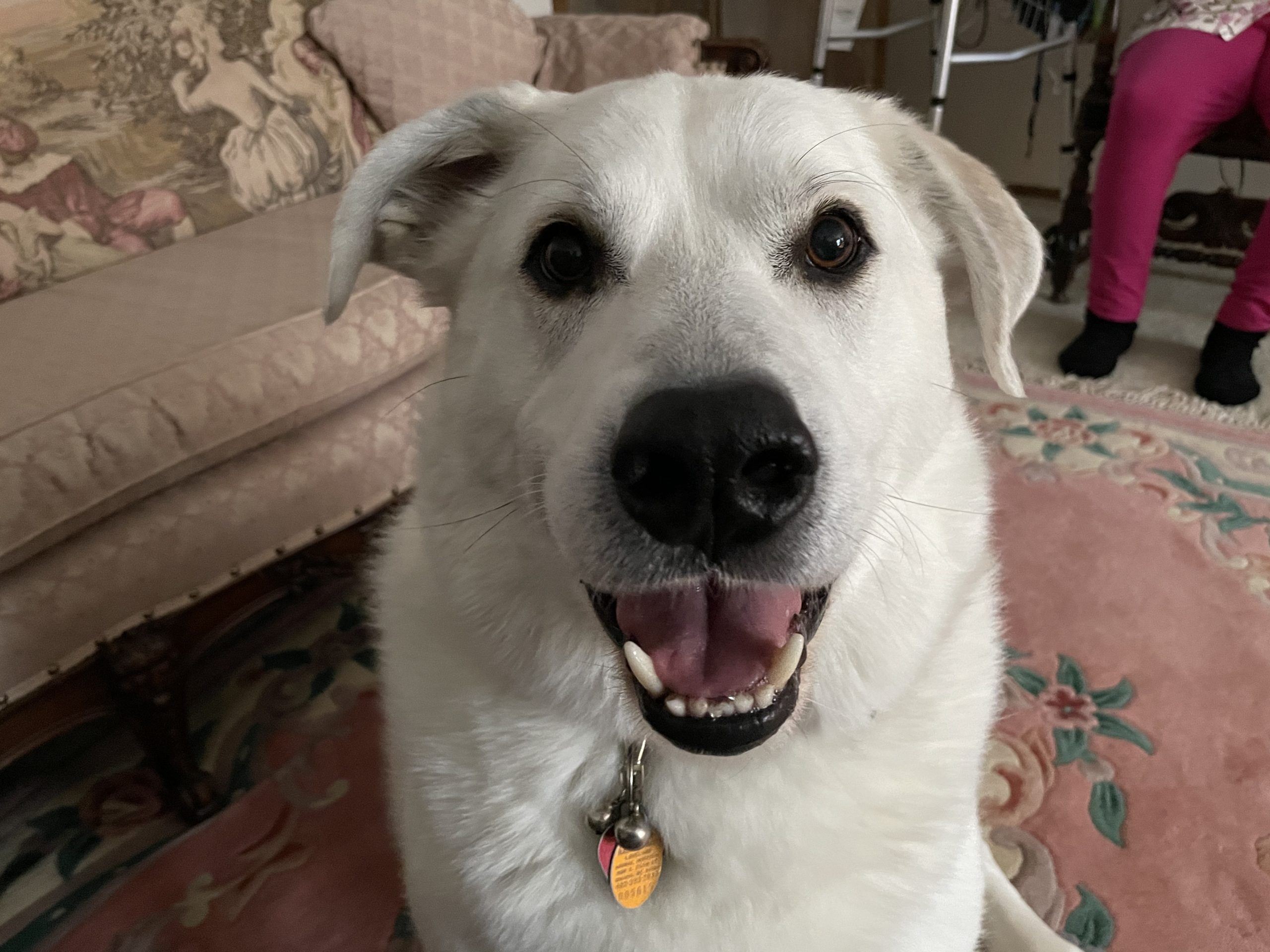 How Do I Get My Puppy To Come Inside