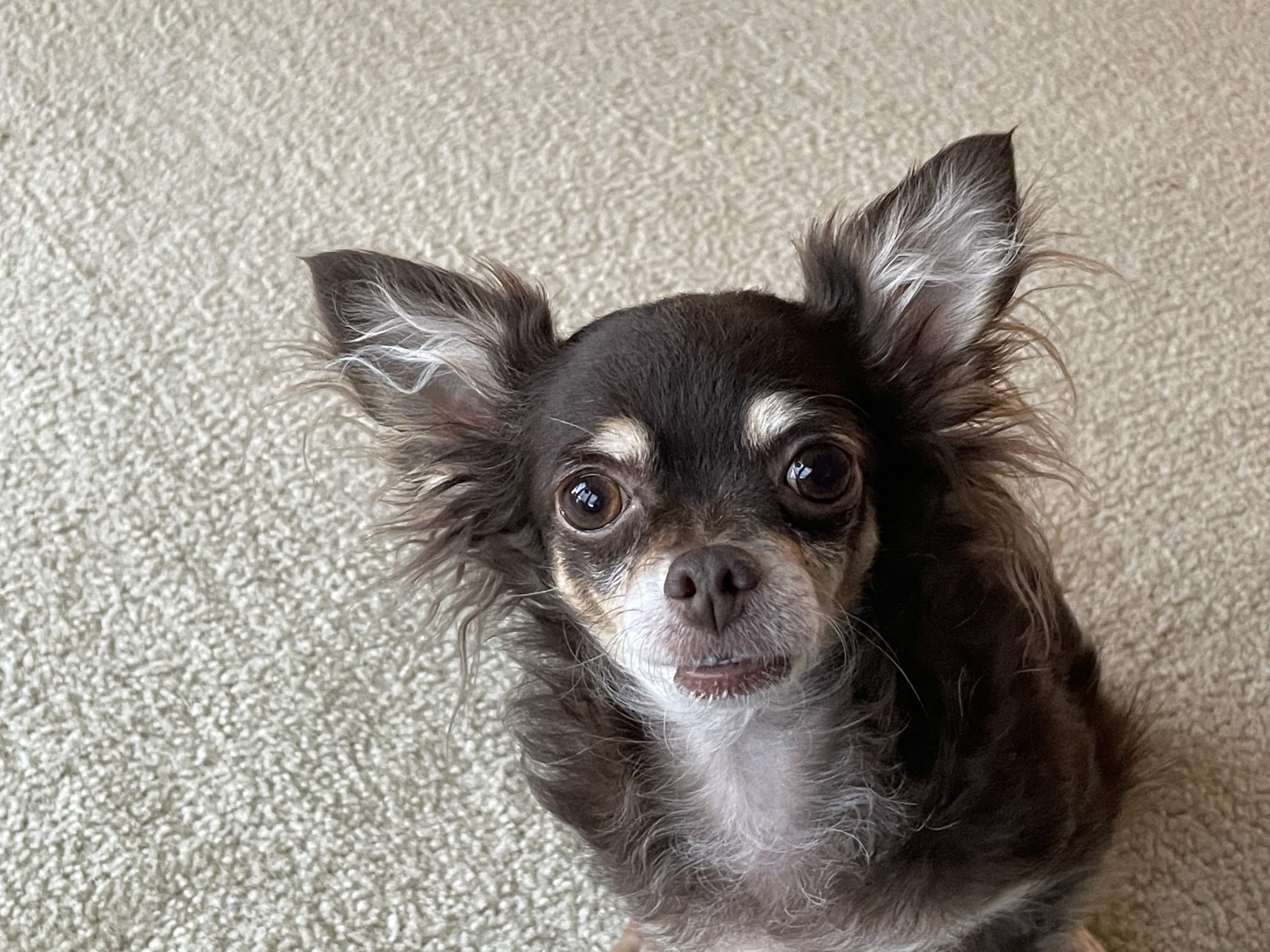 Why Do Chihuahuas Bark At Other Dogs