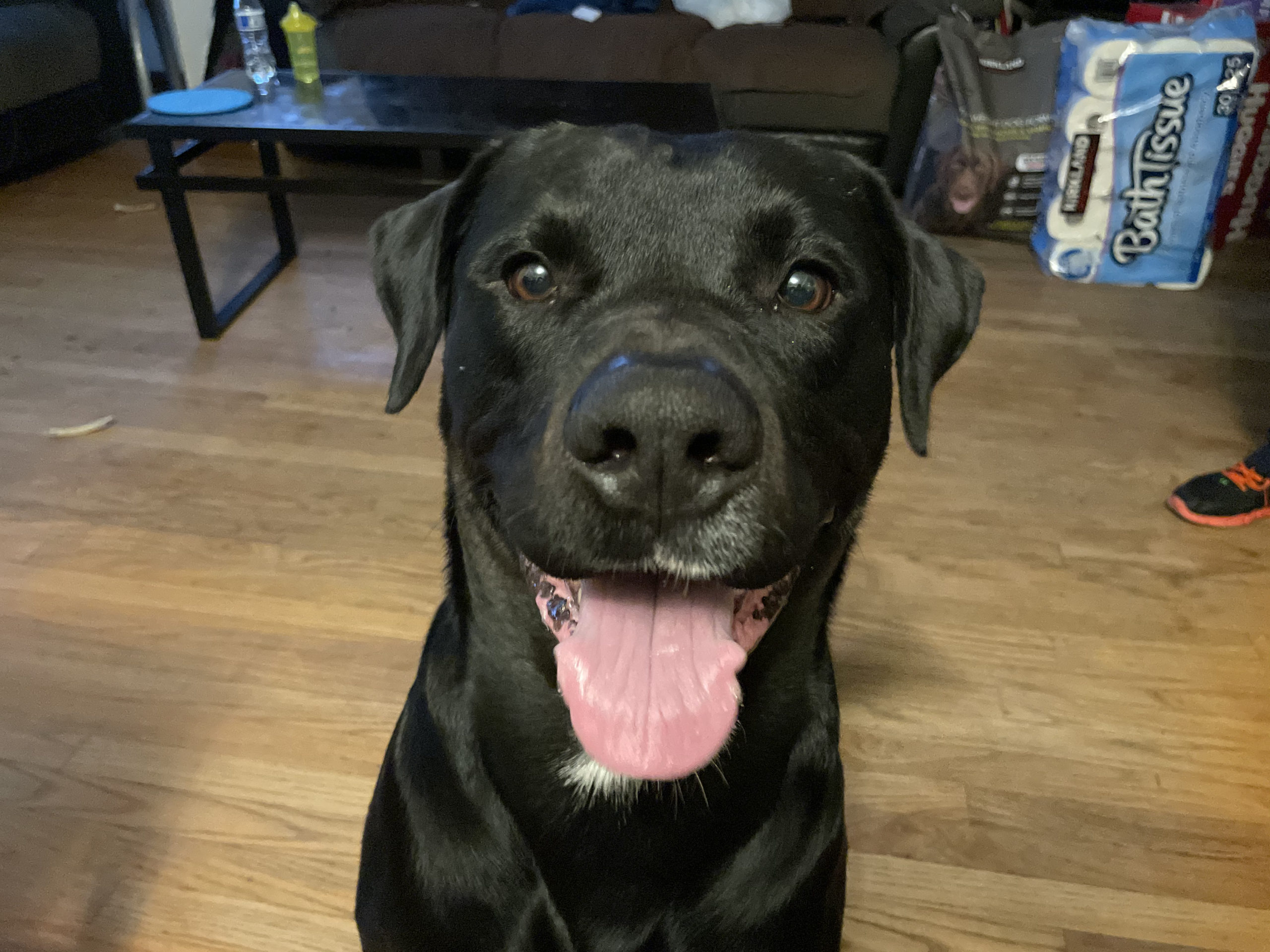 How To Stop A Dog From Being Jealous