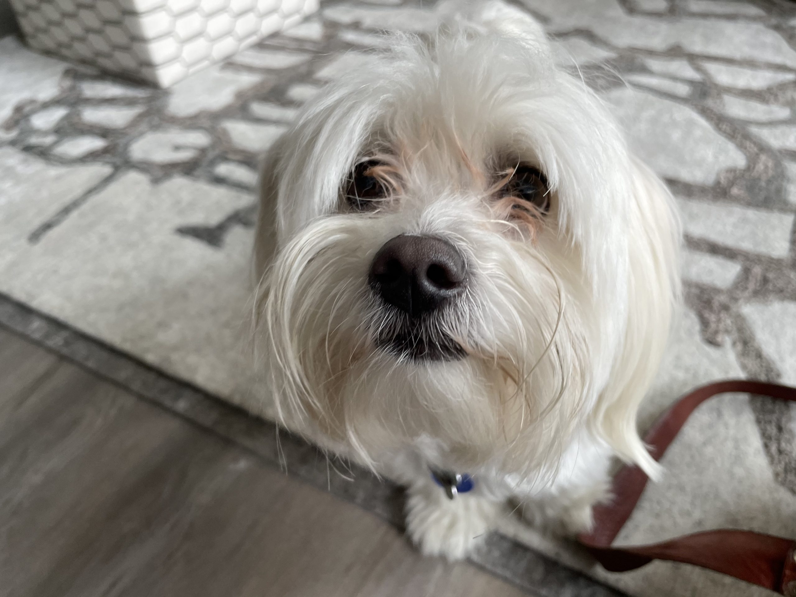 Helping a Dog Feel Comfortable Being Touched By Strangers Dog Gone