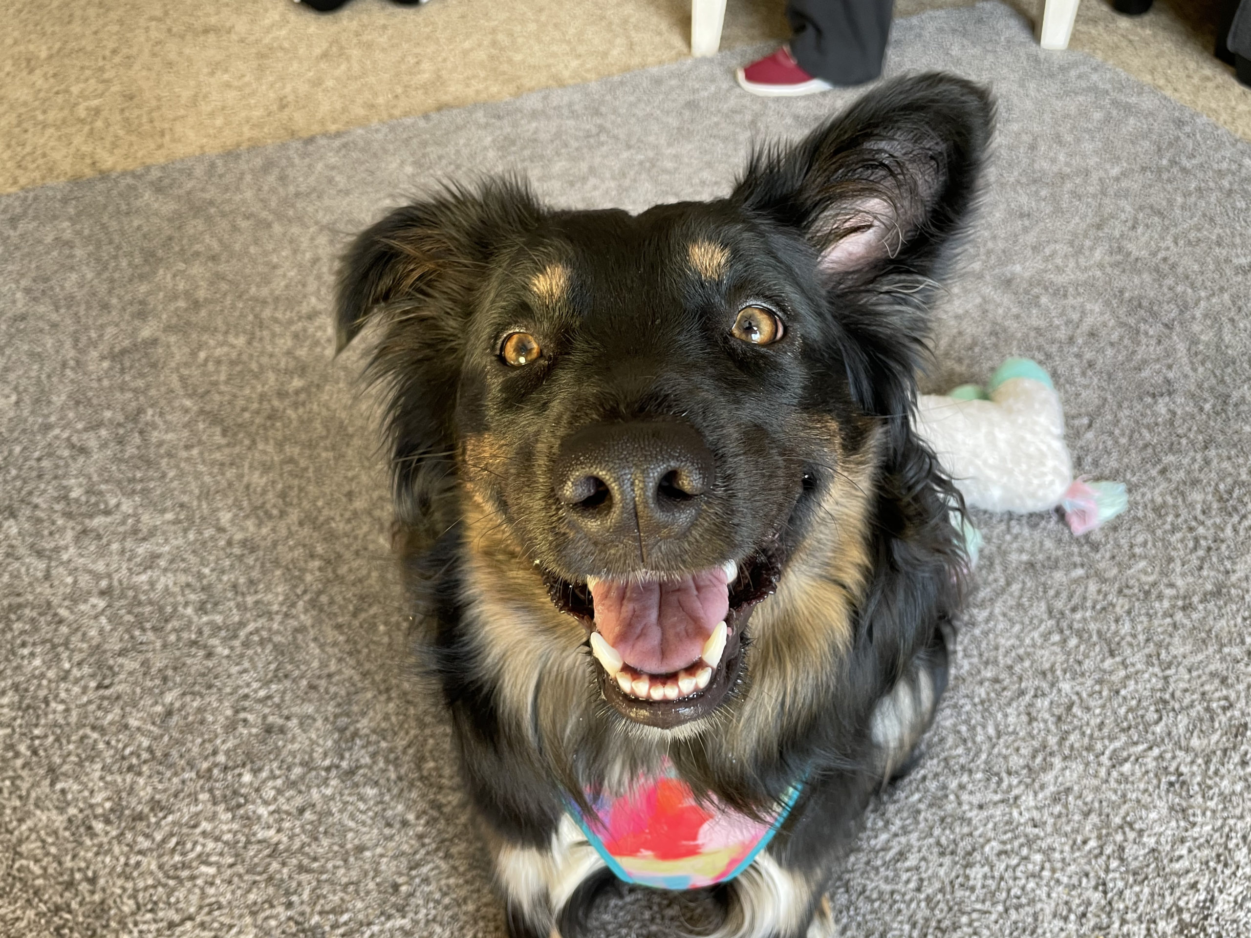 How Do I Stop Resource Guarding With Other Dogs