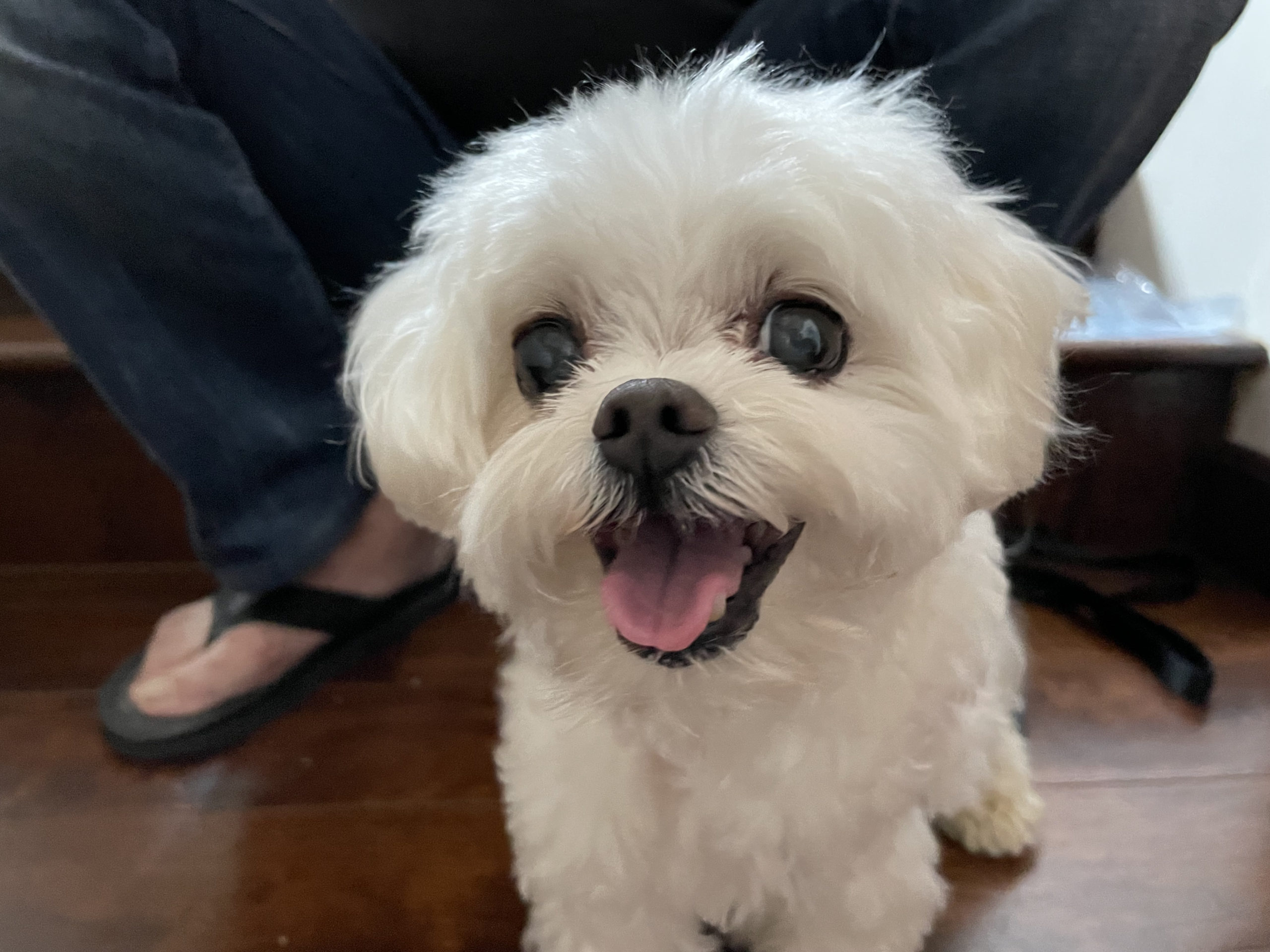 Malibu dog training Dog Gone Problems