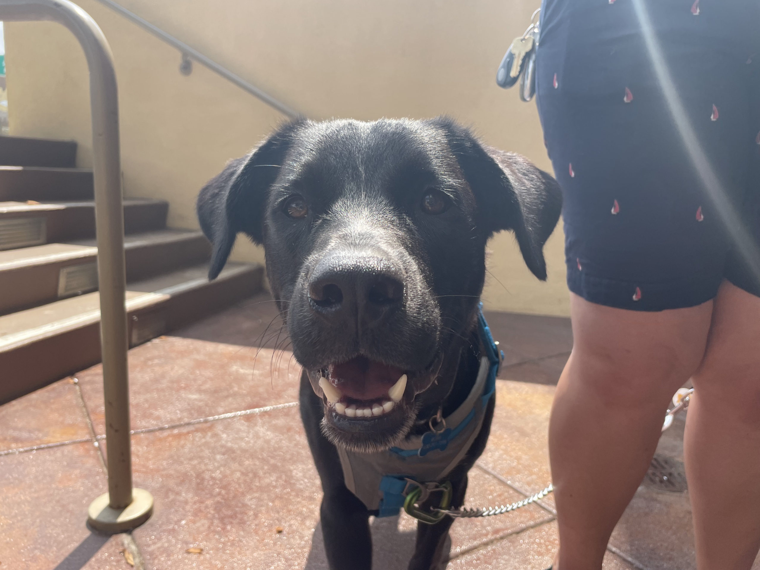 Helping a West Los Angeles Black Lab Pup Get Over His Car Sickness Dog Gone Problems